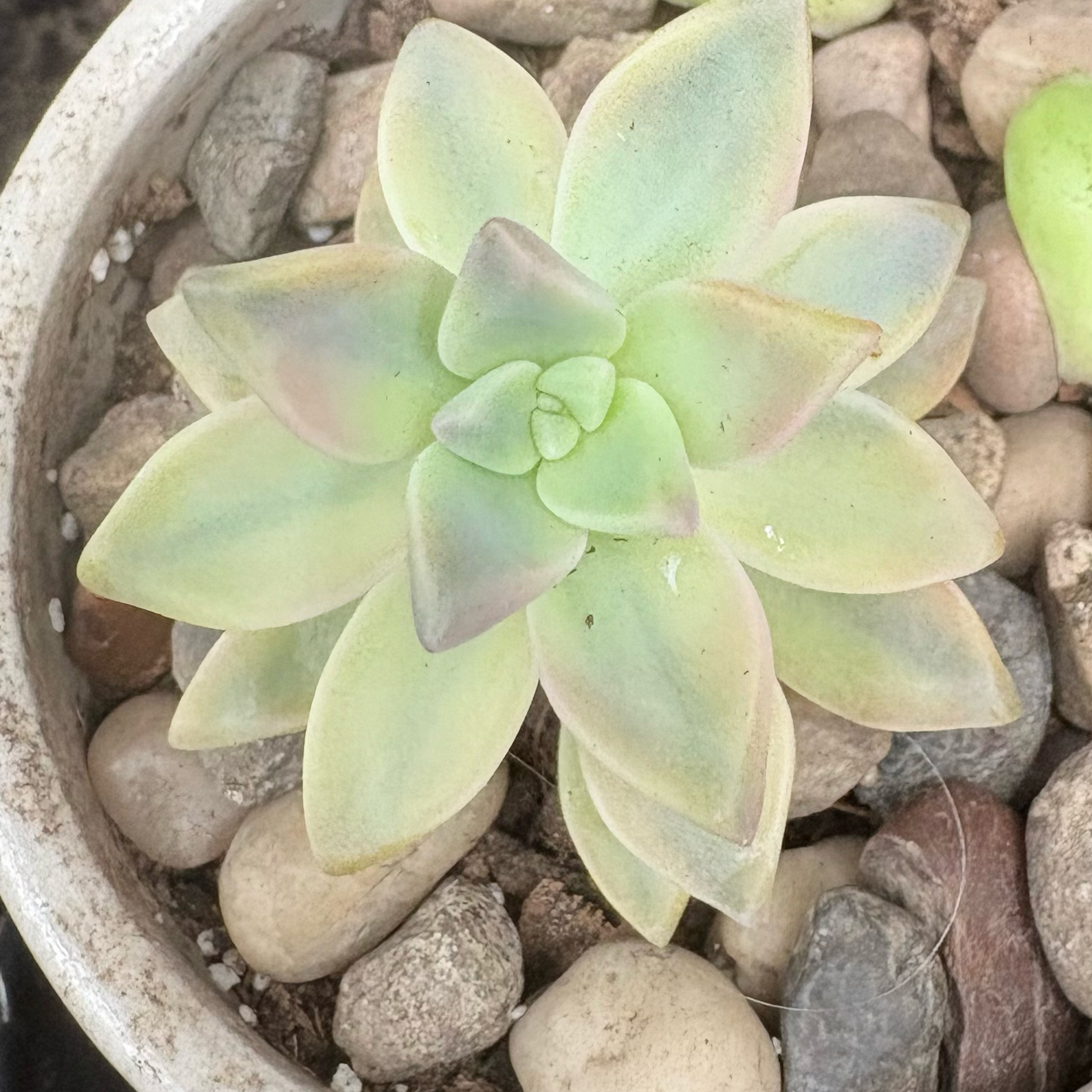 Photo of the plant species Variegated Ghost Plant by @BEsucculent named Graptopetalum paraguayense variegata on Greg, the plant care app