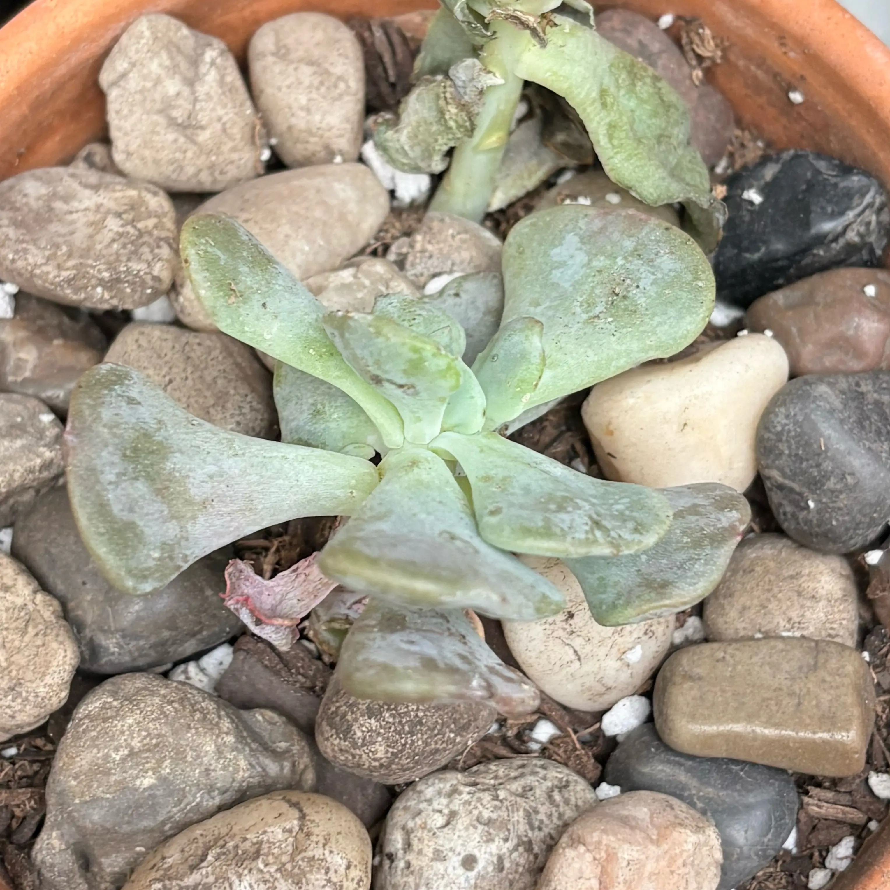 Kalanchoe thyrsiflora