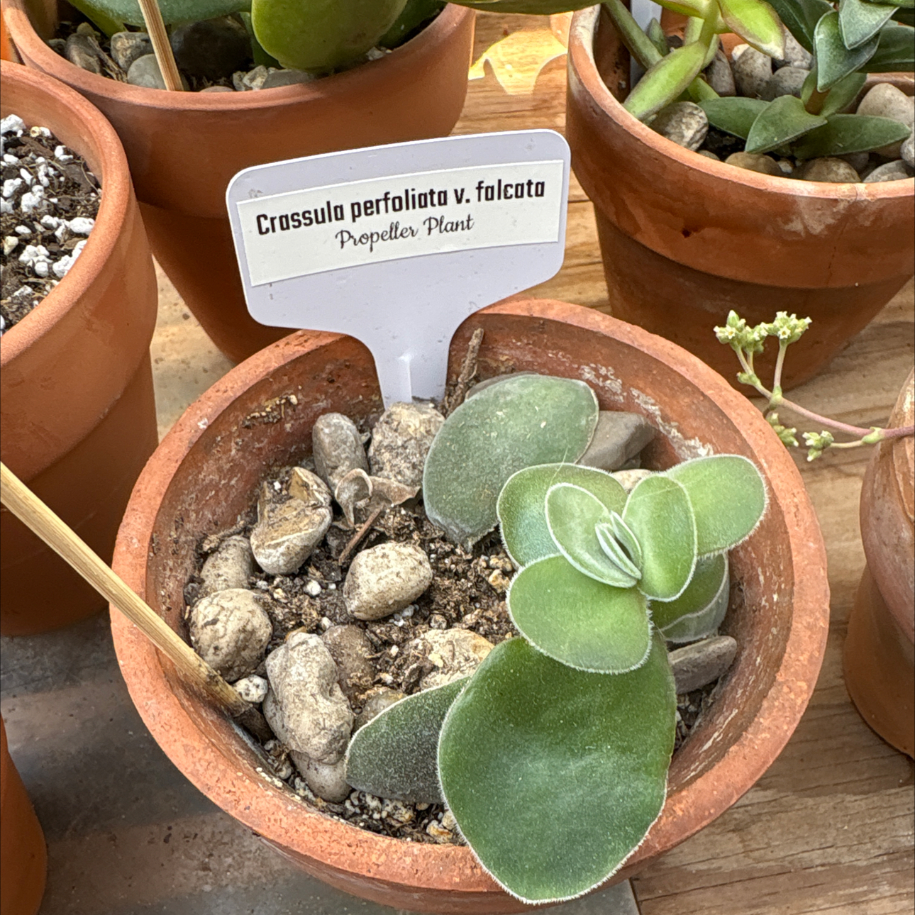 Photo of the plant species Propeller Plant by @BEsucculent named Crassula perfoliata var. falcata on Greg, the plant care app