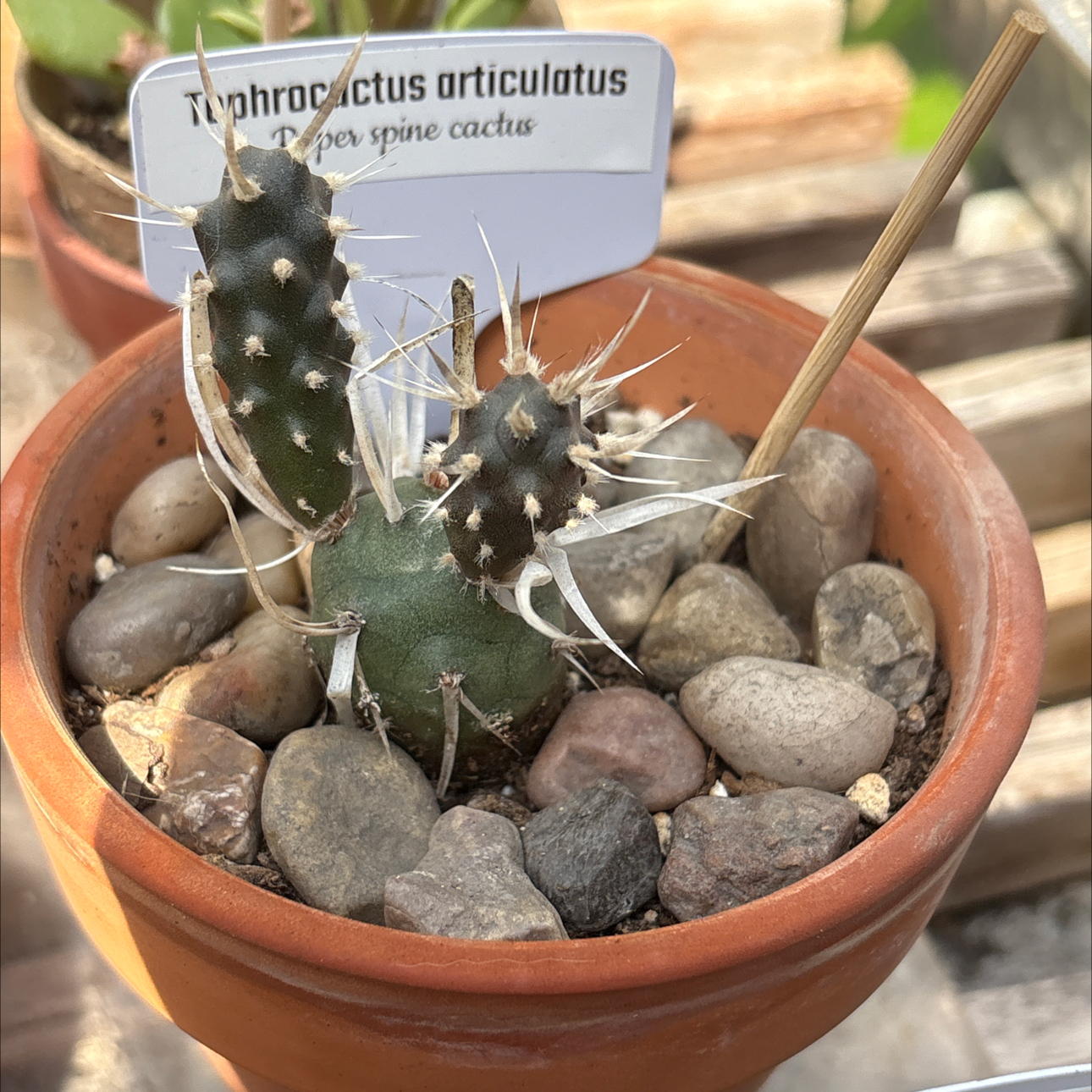 Tephrocactus articulatus W