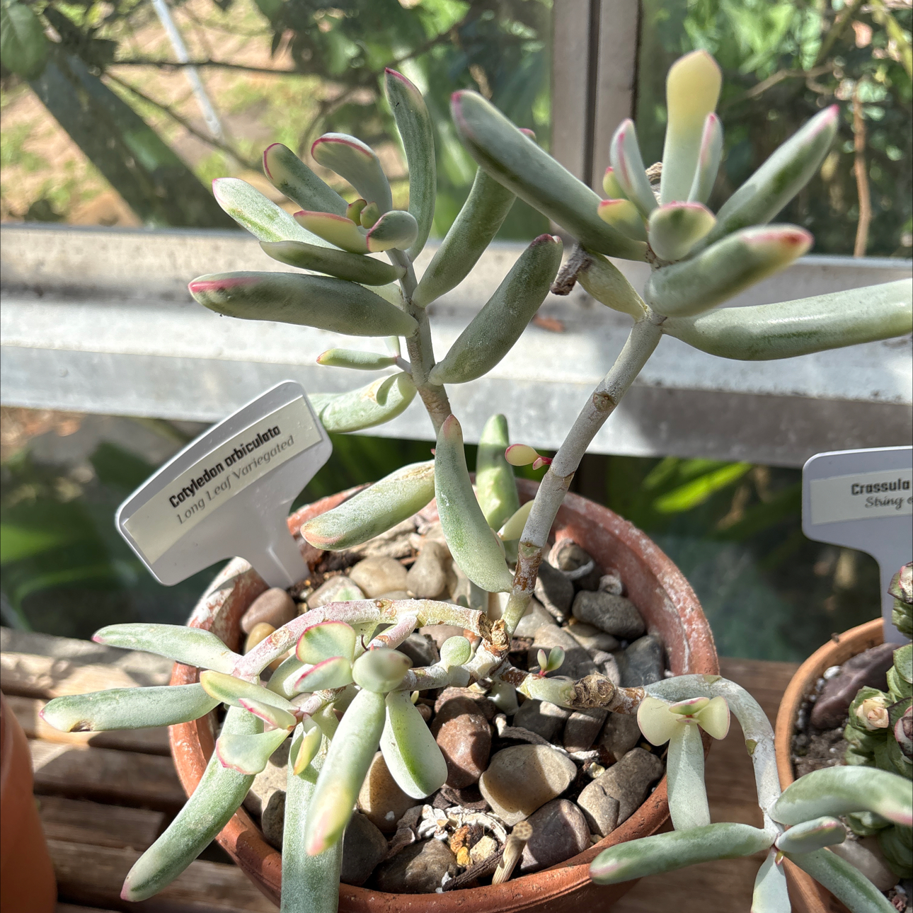 Cotyledon orbiculata variegated (S) long leaf