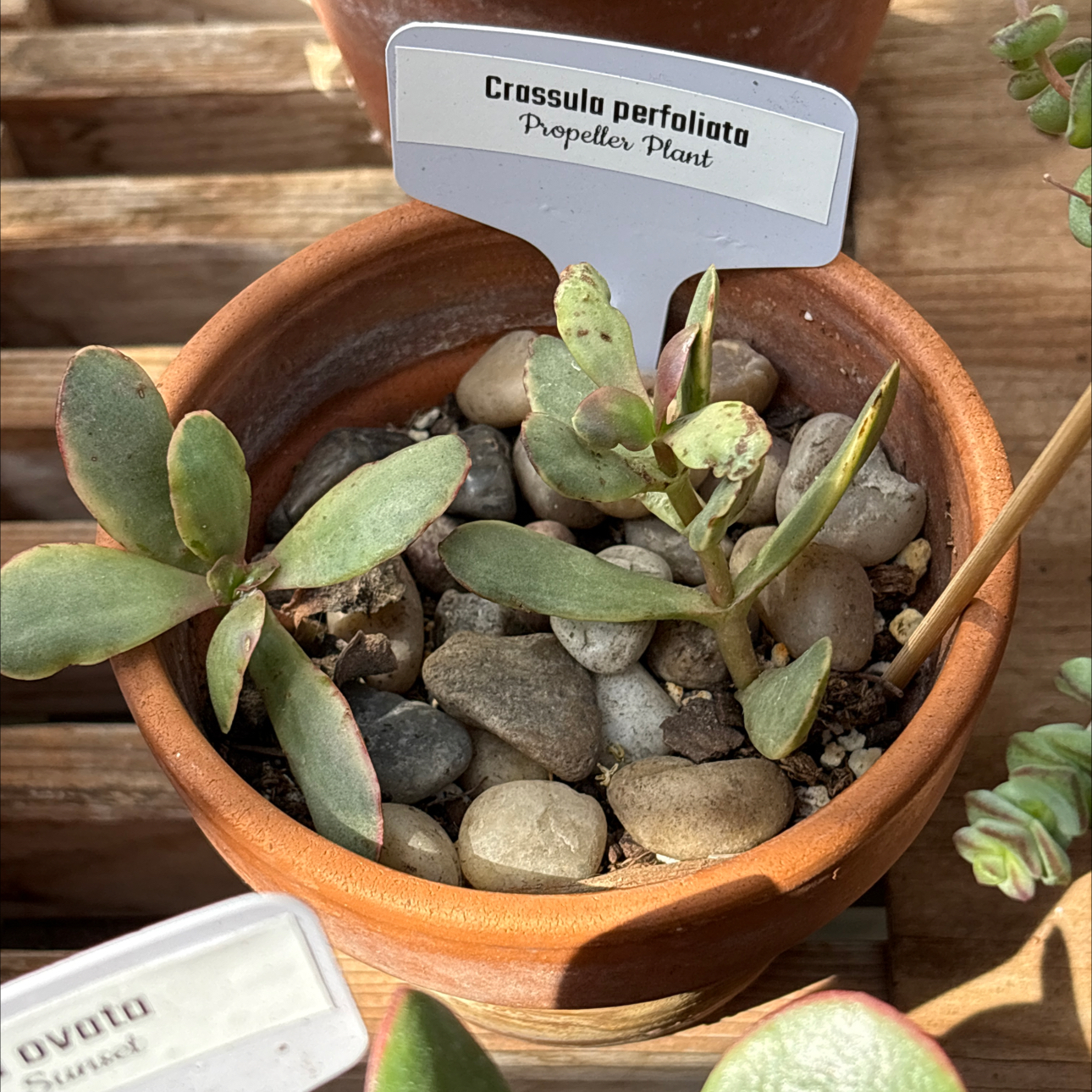 Photo of the plant species Propeller Plant by @BEsucculent named Crassula perfoliata S on Greg, the plant care app