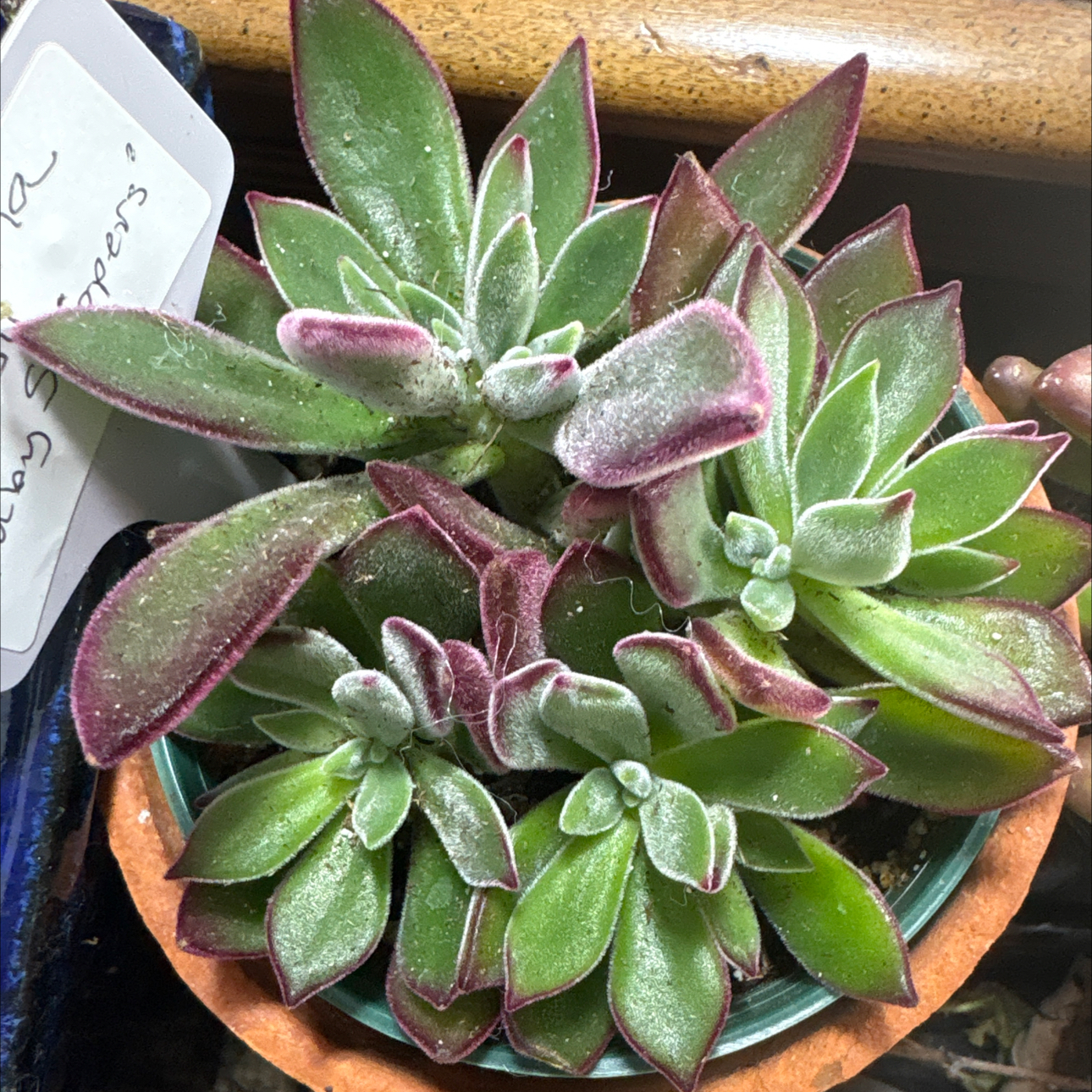 Photo of the plant species Ruby Slippers by @BEsucculent named Echeveria harmsii on Greg, the plant care app