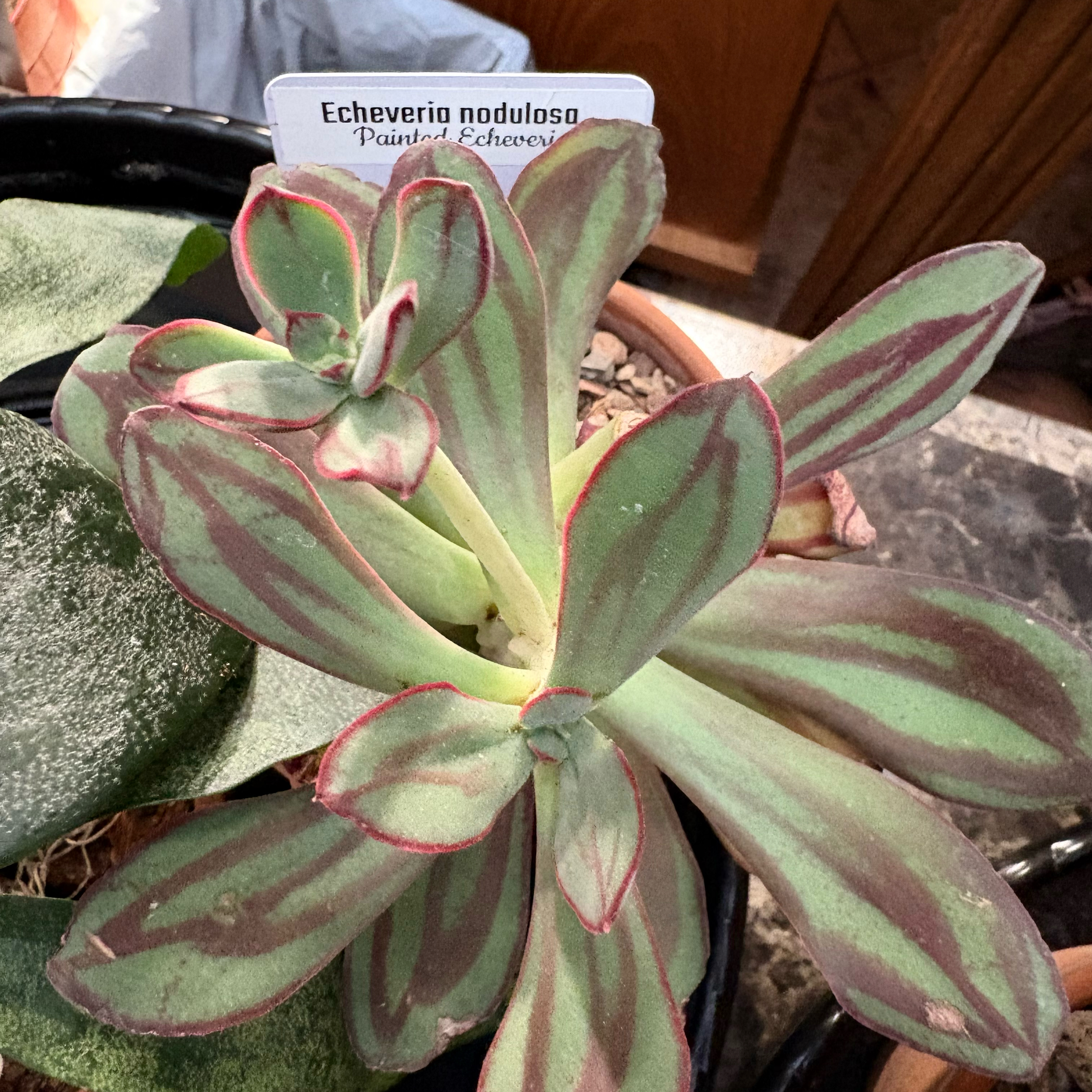 Echeveria nodulosa