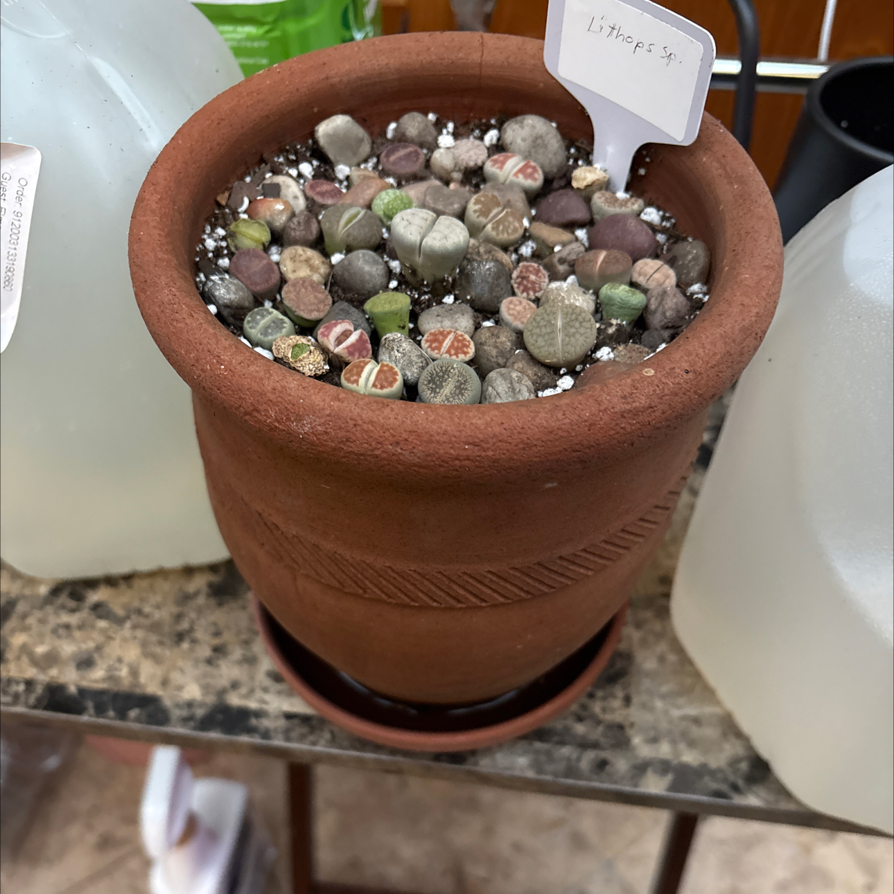 Lithops S