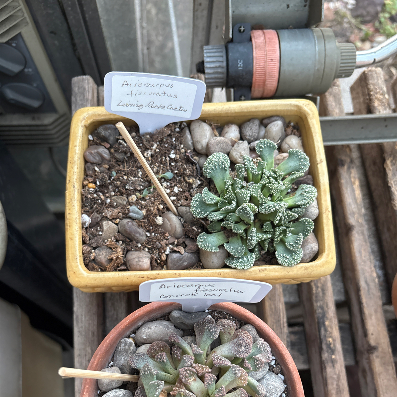 Photo of the plant species Living Rock Cactus by @BEsucculent named Ariocarpus fissuratus W on Greg, the plant care app