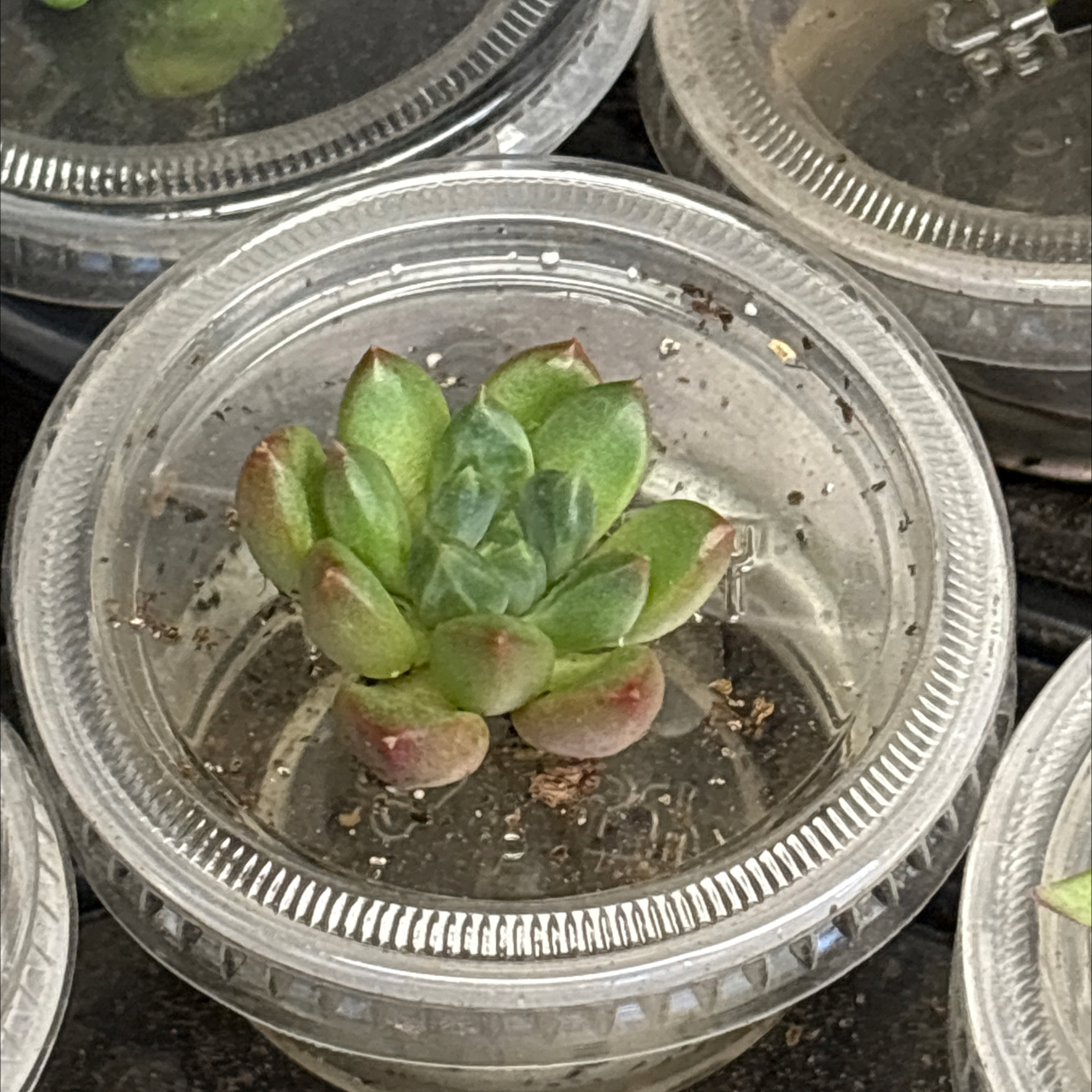 Photo of the plant species Pachyveria 'Claire' by @BEsucculent named Pachyveria “Claire” S+W temps on Greg, the plant care app