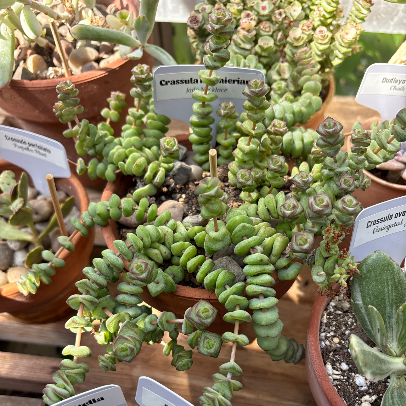 Photo of the plant species Jade Necklace by @BEsucculent named Crassula marnieriana  S on Greg, the plant care app