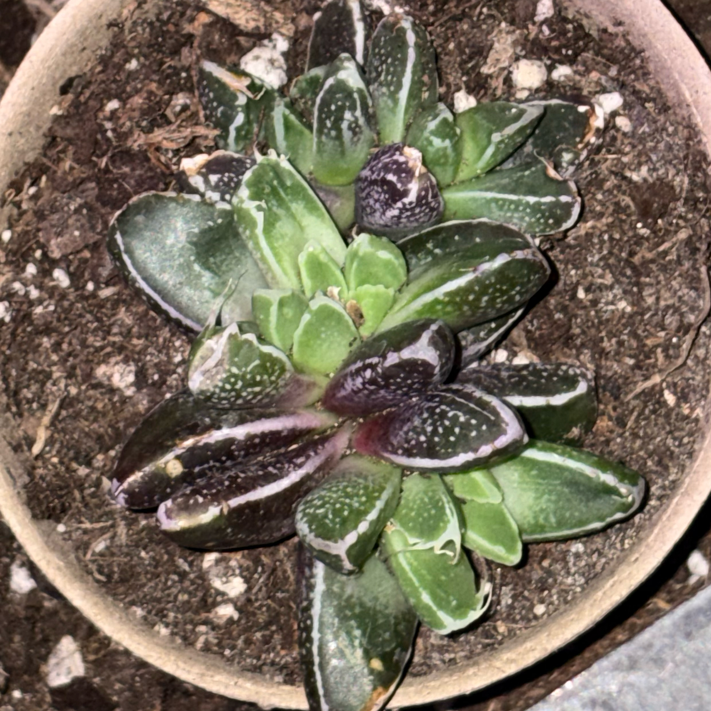 Faumatium tuberculosa S