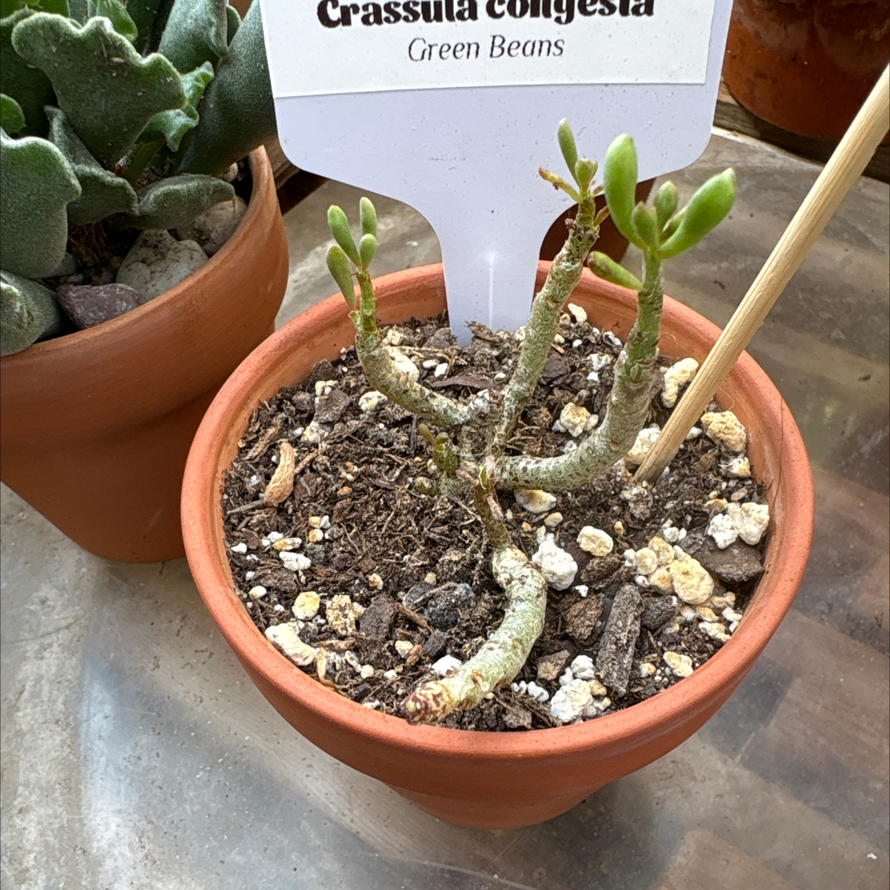 Photo of the plant species Crassula Green Beans by @BEsucculent named Crassula congesta S on Greg, the plant care app