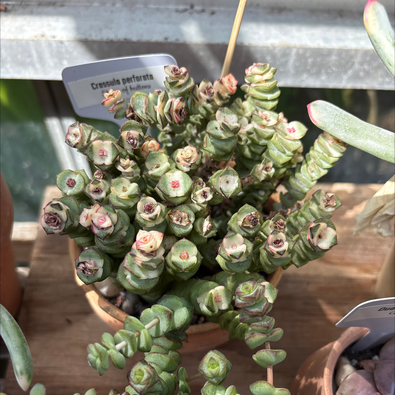 Photo of the plant species Jade Necklace by @BEsucculent named Crassula marnieriana S on Greg, the plant care app
