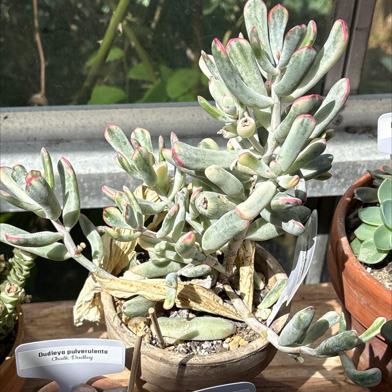 Photo of the plant species Cotyledon orbiculata var. flanaganii by @BEsucculent named Cotyledon orbiculata cv. Long leaf variegated S on Greg, the plant care app
