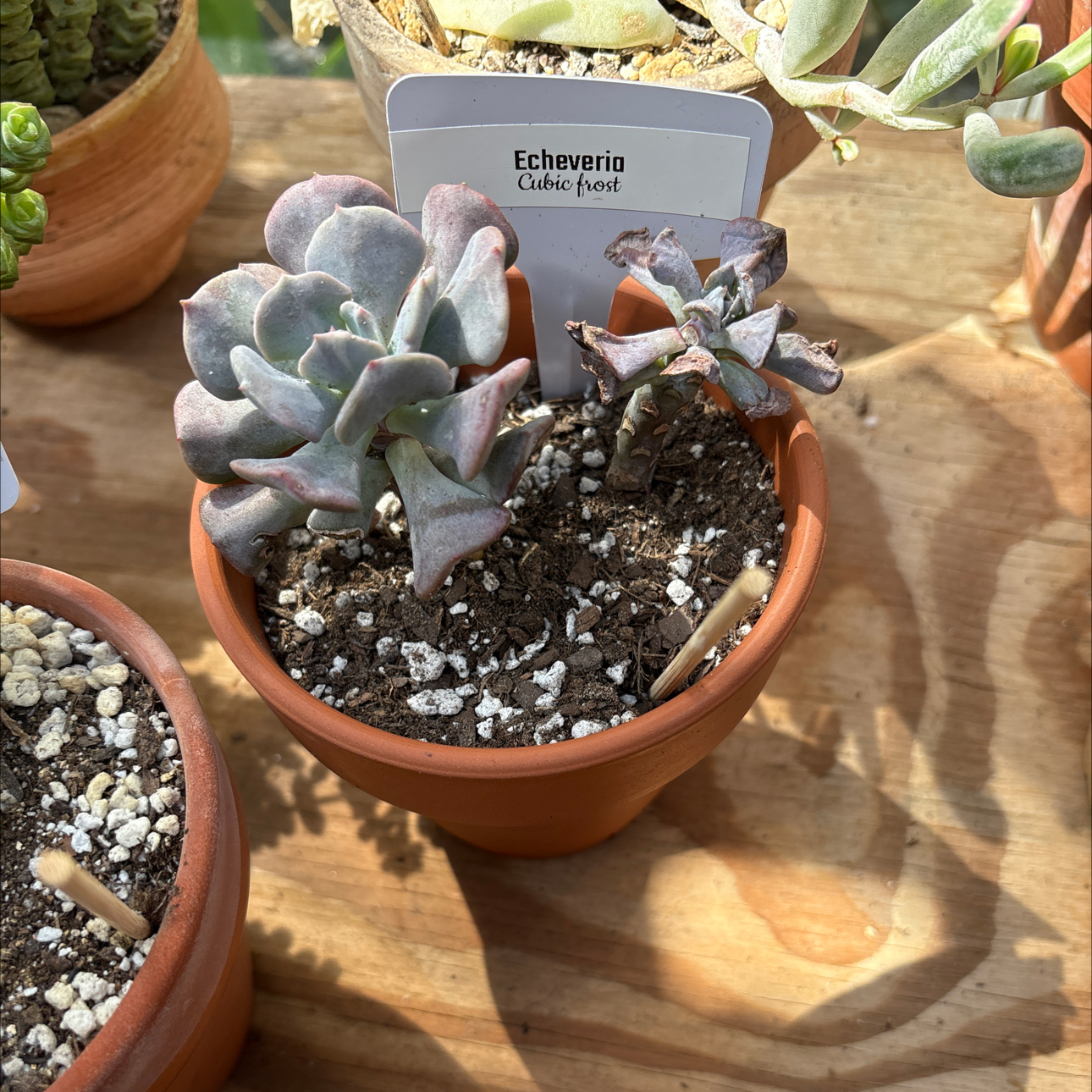 Photo of the plant species Echeveria by @BEsucculent named Echeveria Cubic Frost on Greg, the plant care app