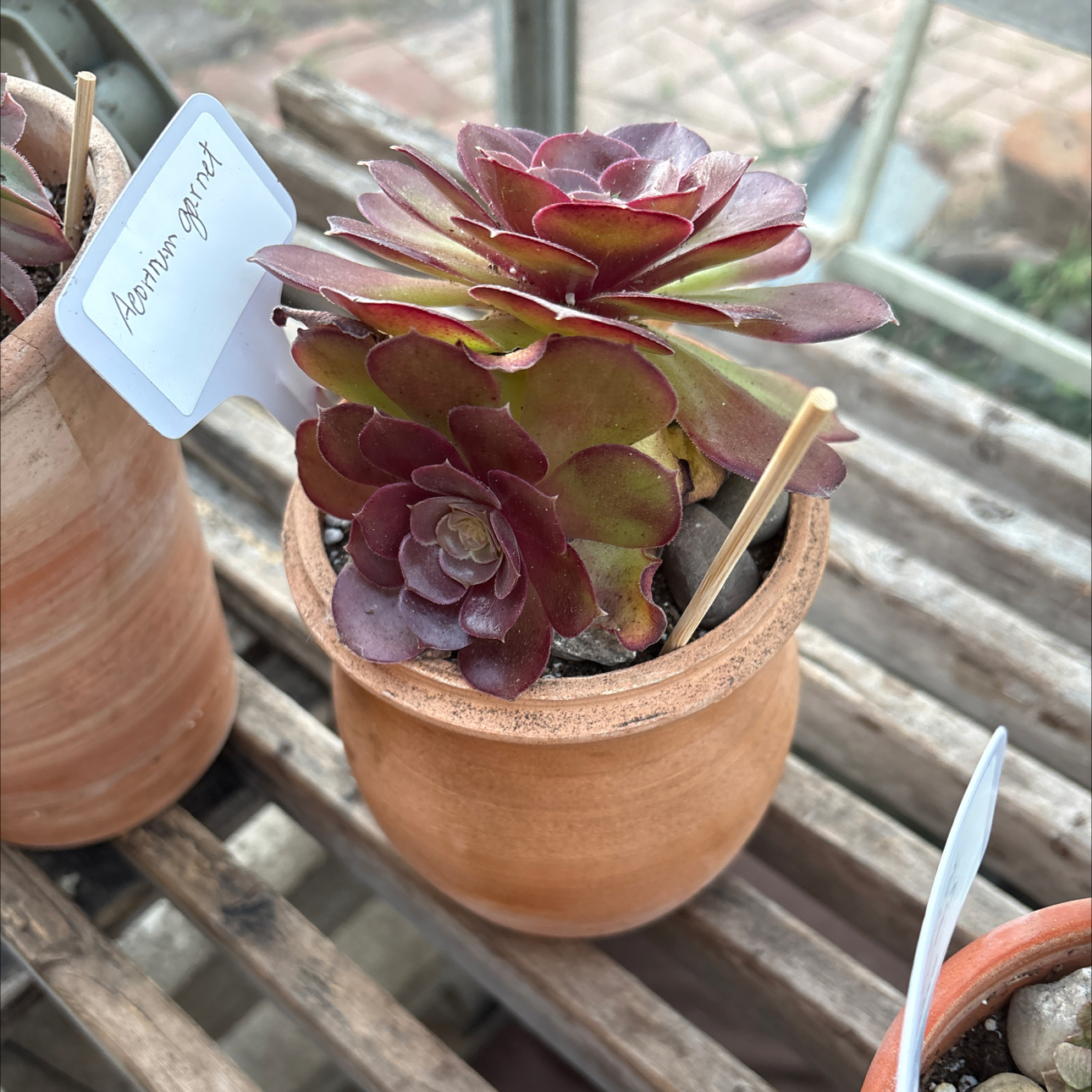 Photo of the plant species Garnet by @BEsucculent named Aeonium garnet S on Greg, the plant care app
