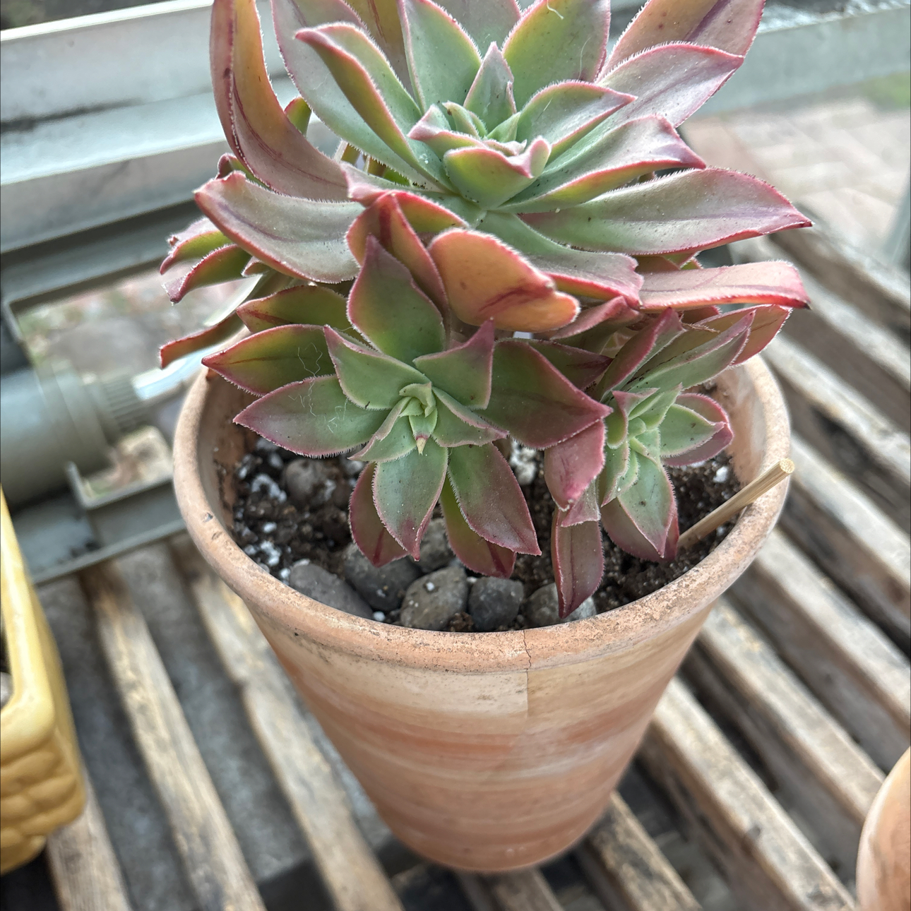 Photo of the plant species Aeonuim leucoberpharum by @BEsucculent named Aeonium leucoberpharum S on Greg, the plant care app