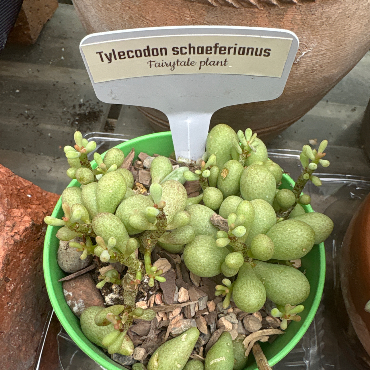 Photo of the plant species Fairy Tale Plant by @BEsucculent named Tylecodon schaeferianus S +80F on Greg, the plant care app