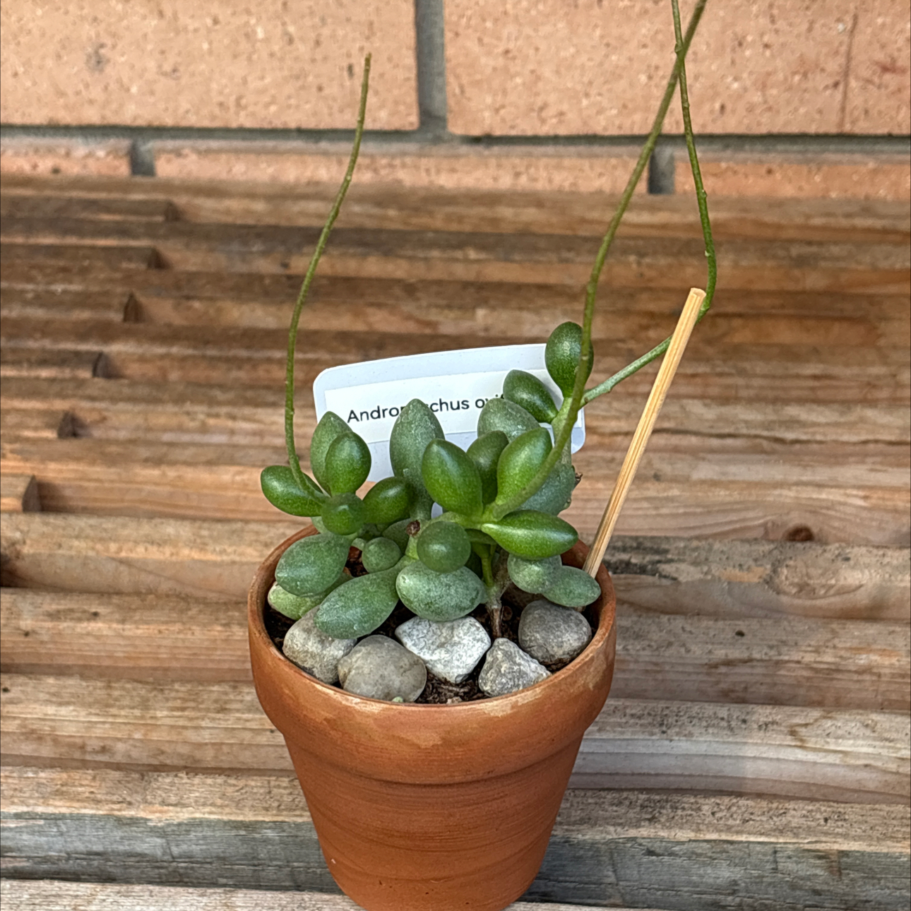 Photo of the plant species Andromischus Triflorus by @BEsucculent named Andromischus oviforme on Greg, the plant care app