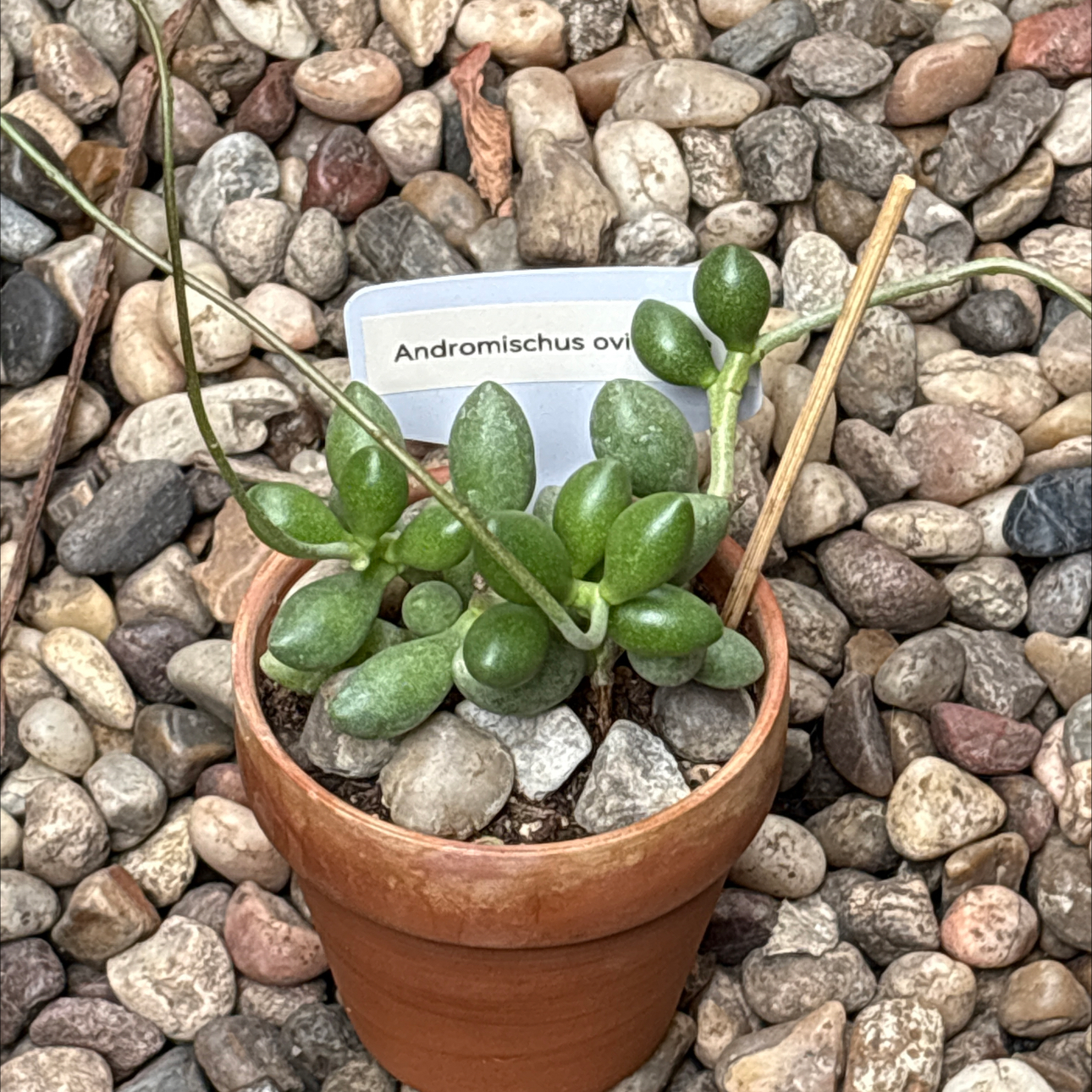 Photo of the plant species Andromischus Triflorus by @BEsucculent named Andromischus oviforme S on Greg, the plant care app