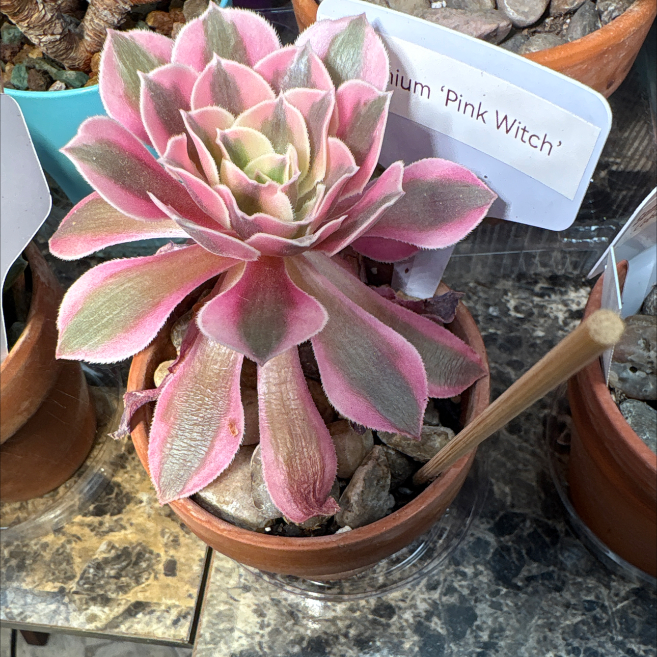 Photo of the plant species Aeonium 'Pink Witch' by @BEsucculent named Aeonium ‘Pink Witch’ S on Greg, the plant care app
