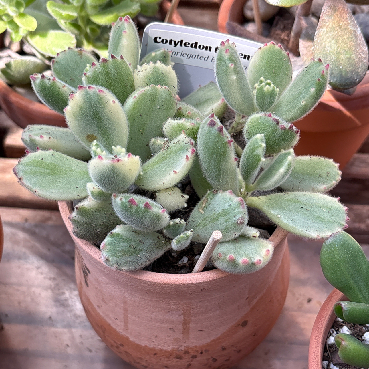 Photo of the plant species Cotyledon tomentosa 'Variegata' by @BEsucculent named Cotyledon tomentosa S and W freeze on Greg, the plant care app