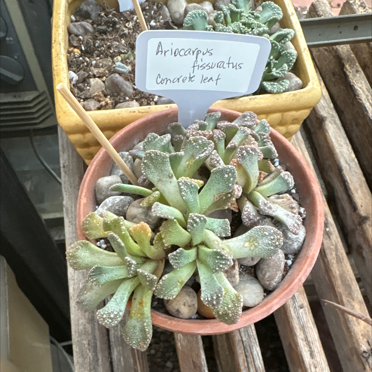 Photo of the plant species Concrete Leaf Living Stone by @BEsucculent named Ariocarpus fissuratus on Greg, the plant care app