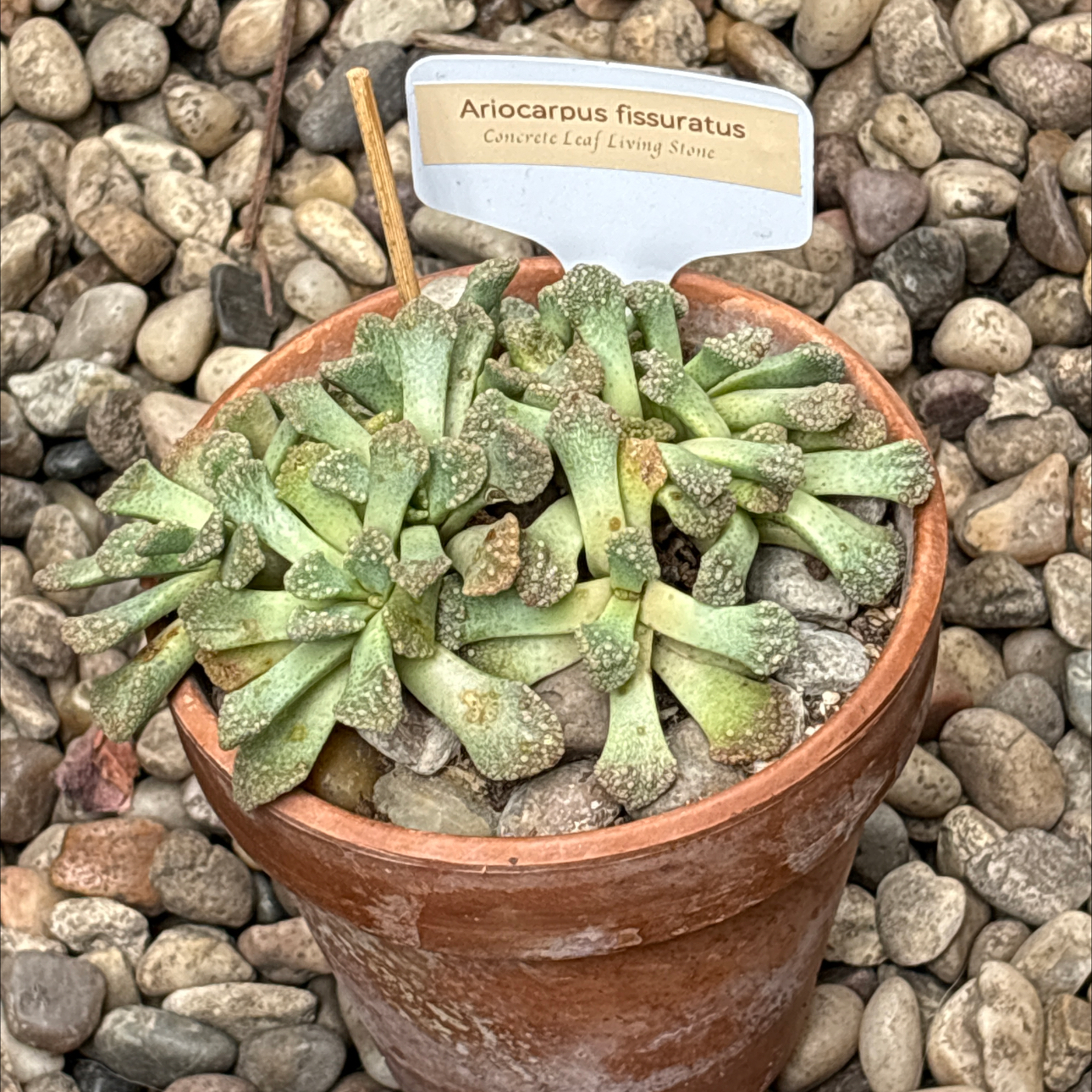 Photo of the plant species Jewel Weed by @BEsucculent named Ariocarpus fissuratus W on Greg, the plant care app