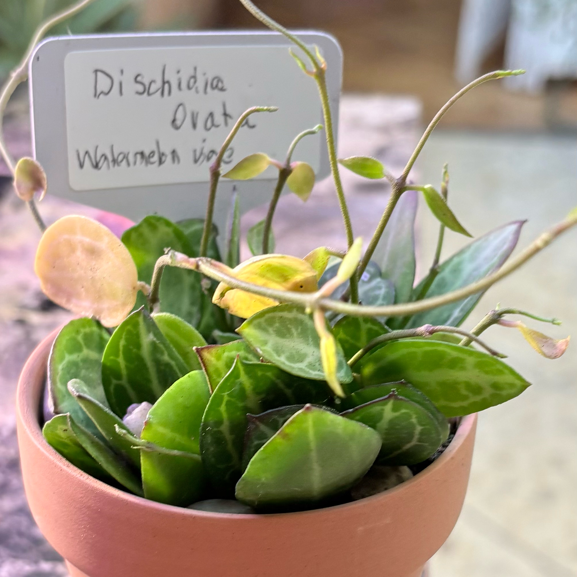 Photo of the plant species Watermelon Dischidia by @BEsucculent named Dischidia ovata S on Greg, the plant care app