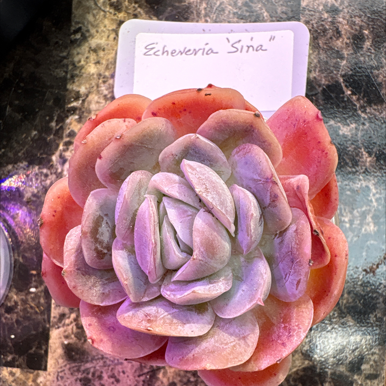 Photo of the plant species Echeveria White Storm by @BEsucculent named Echeveria “sena” on Greg, the plant care app