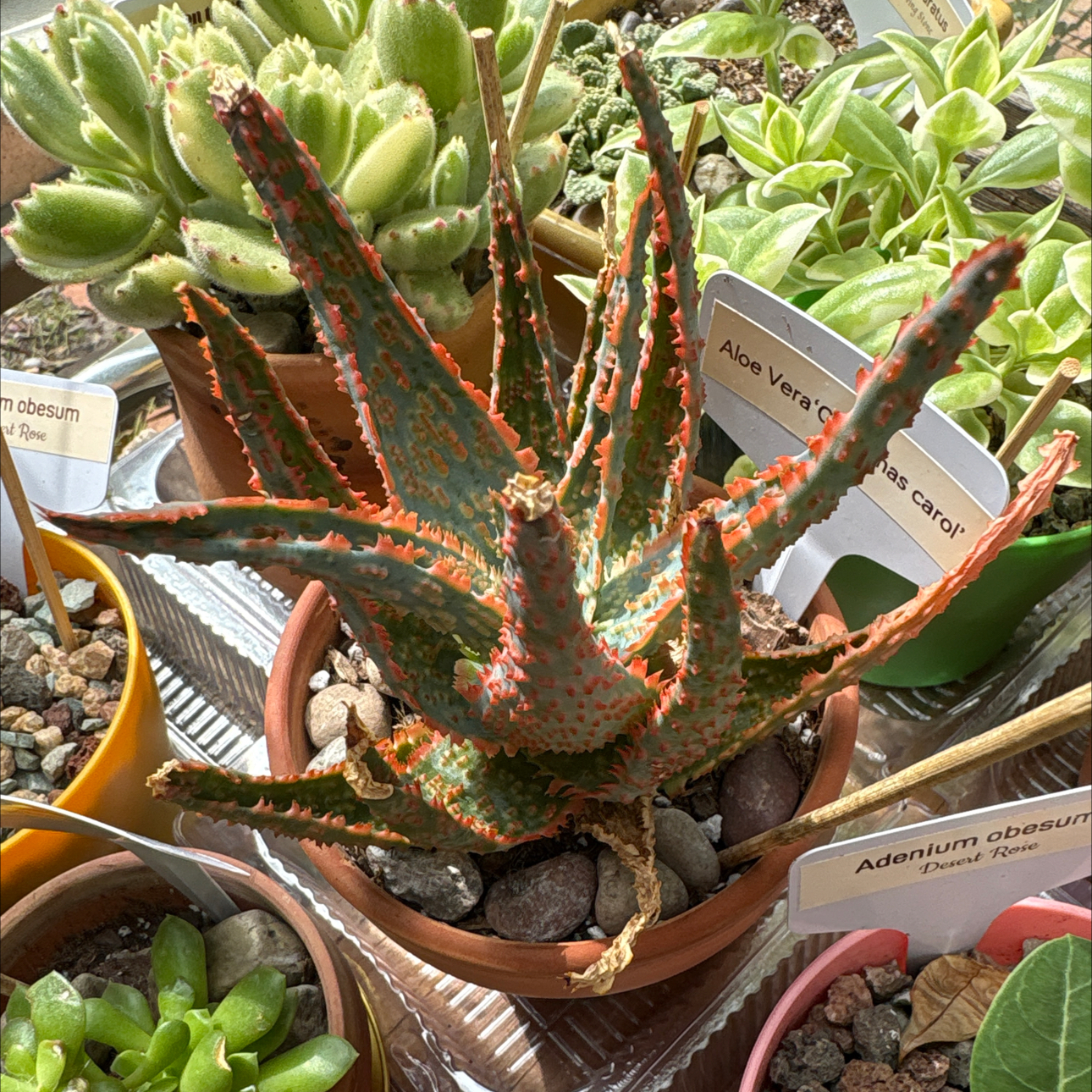 Photo of the plant species christmas carol by @BEsucculent named Aloe Vera “Christmas carol” W or S heat on Greg, the plant care app