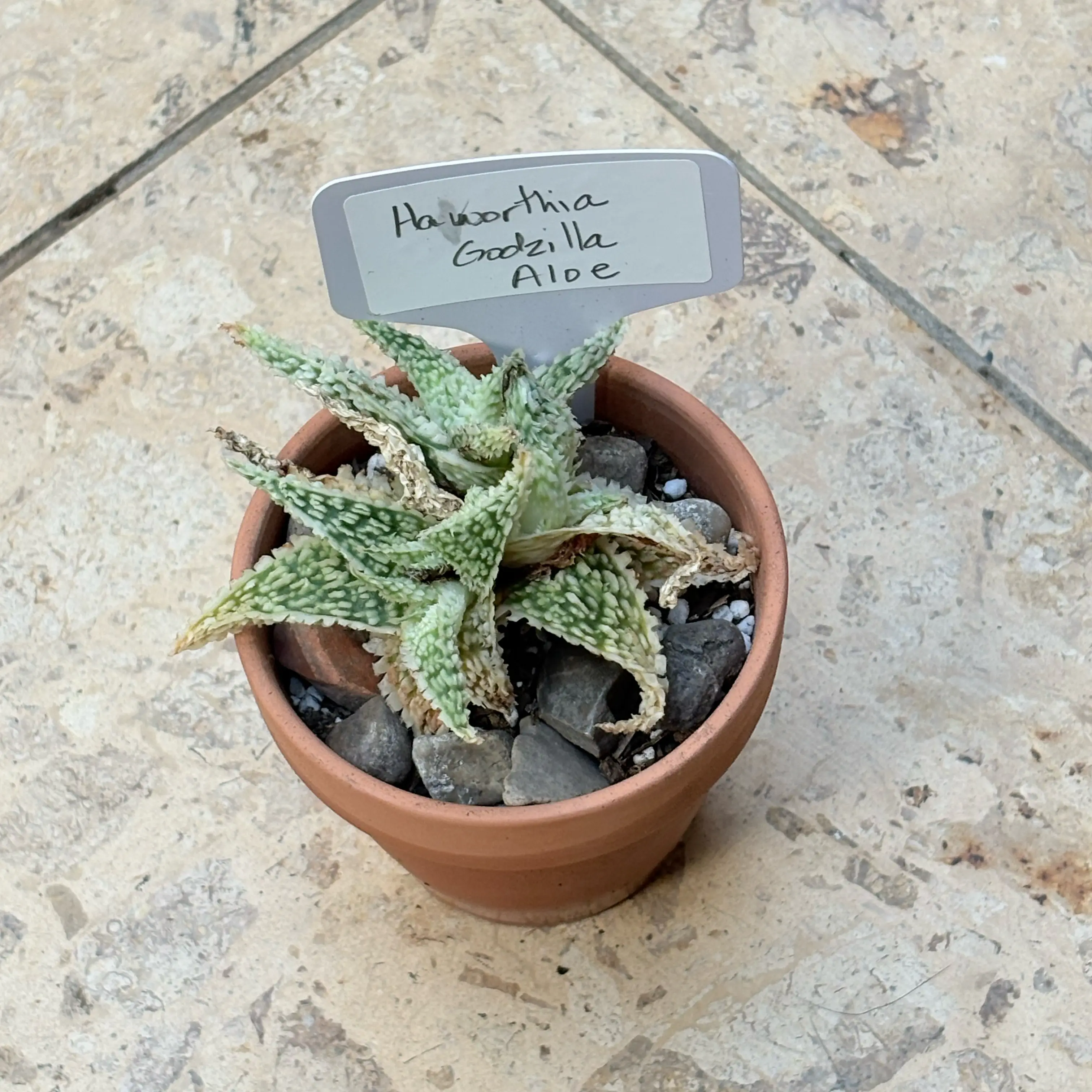 Photo of the plant species Haworthia-leaved Aloe by @BEsucculent named Hayworthia Godzilla Aloe S on Greg, the plant care app