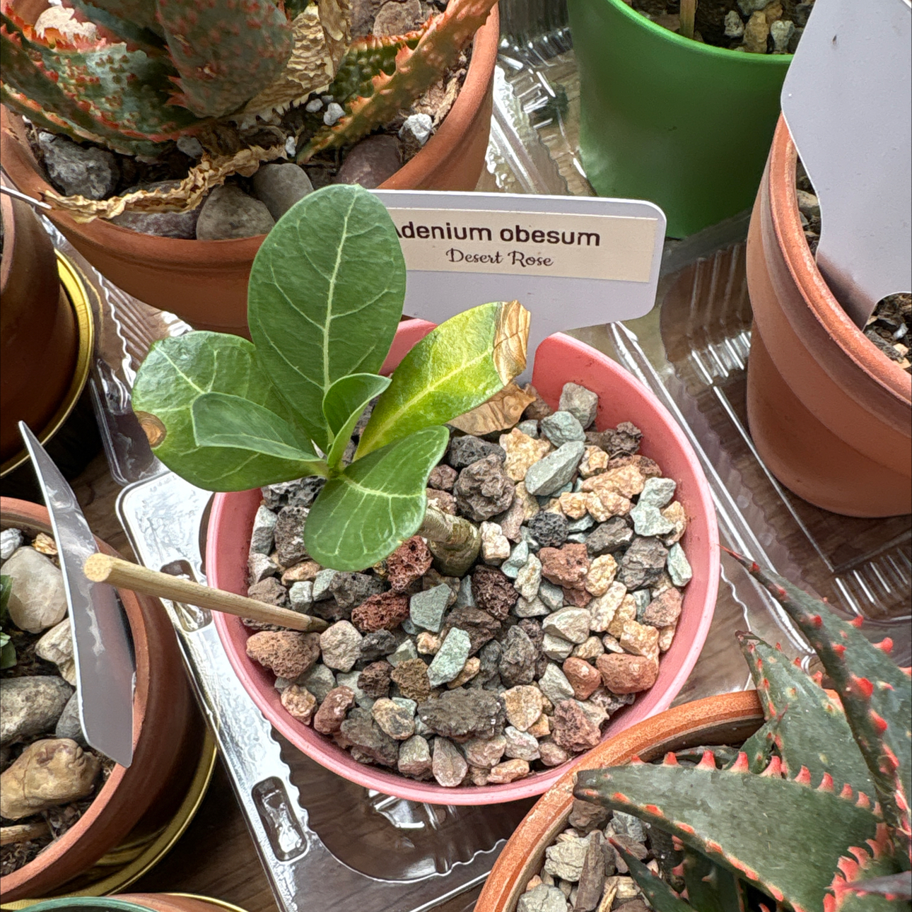 Photo of the plant species Desert Rose by @BEsucculent named Adenium obseum W 50F on Greg, the plant care app