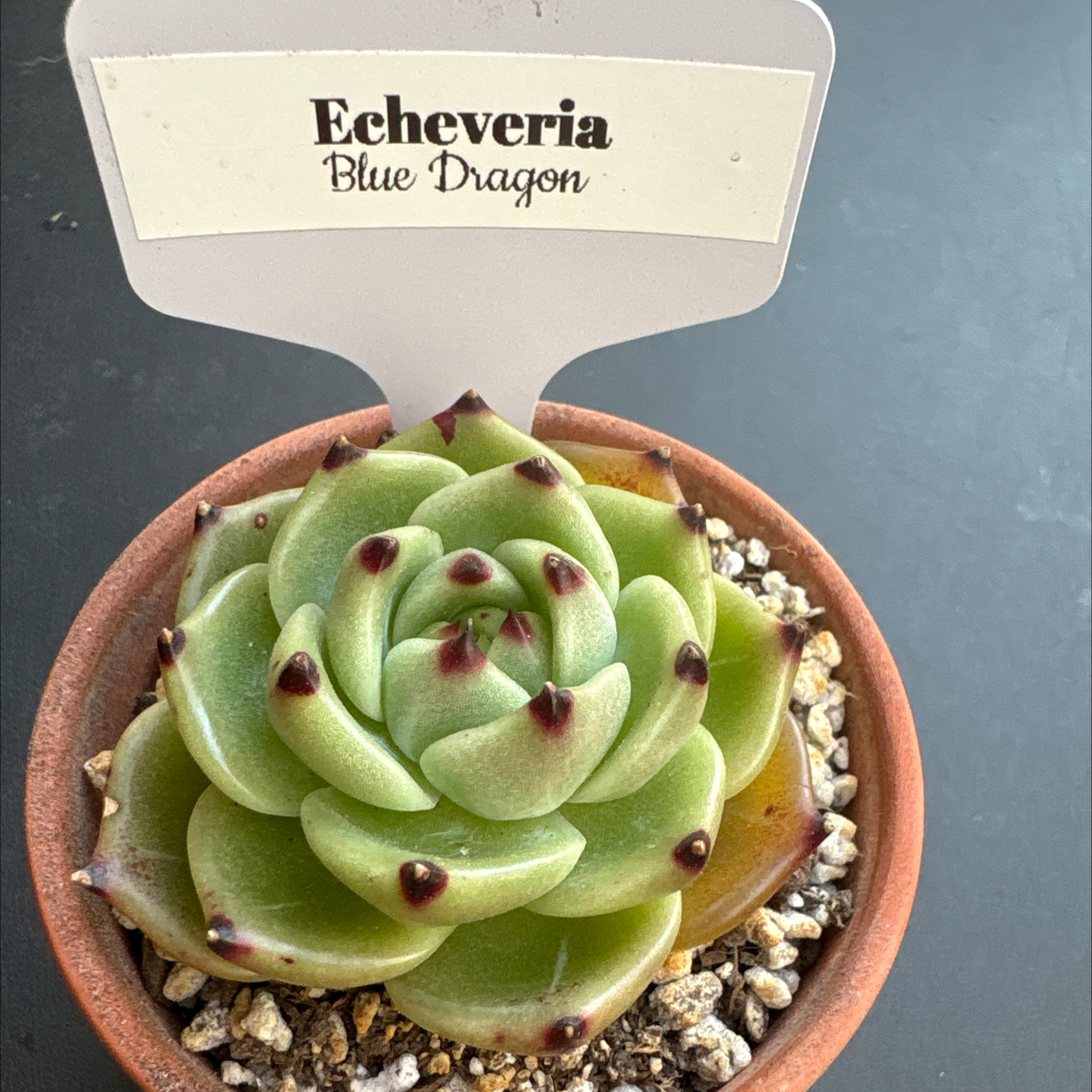 Photo of the plant species Blue Dragon by @BEsucculent named Echeveria “blue dragon” on Greg, the plant care app