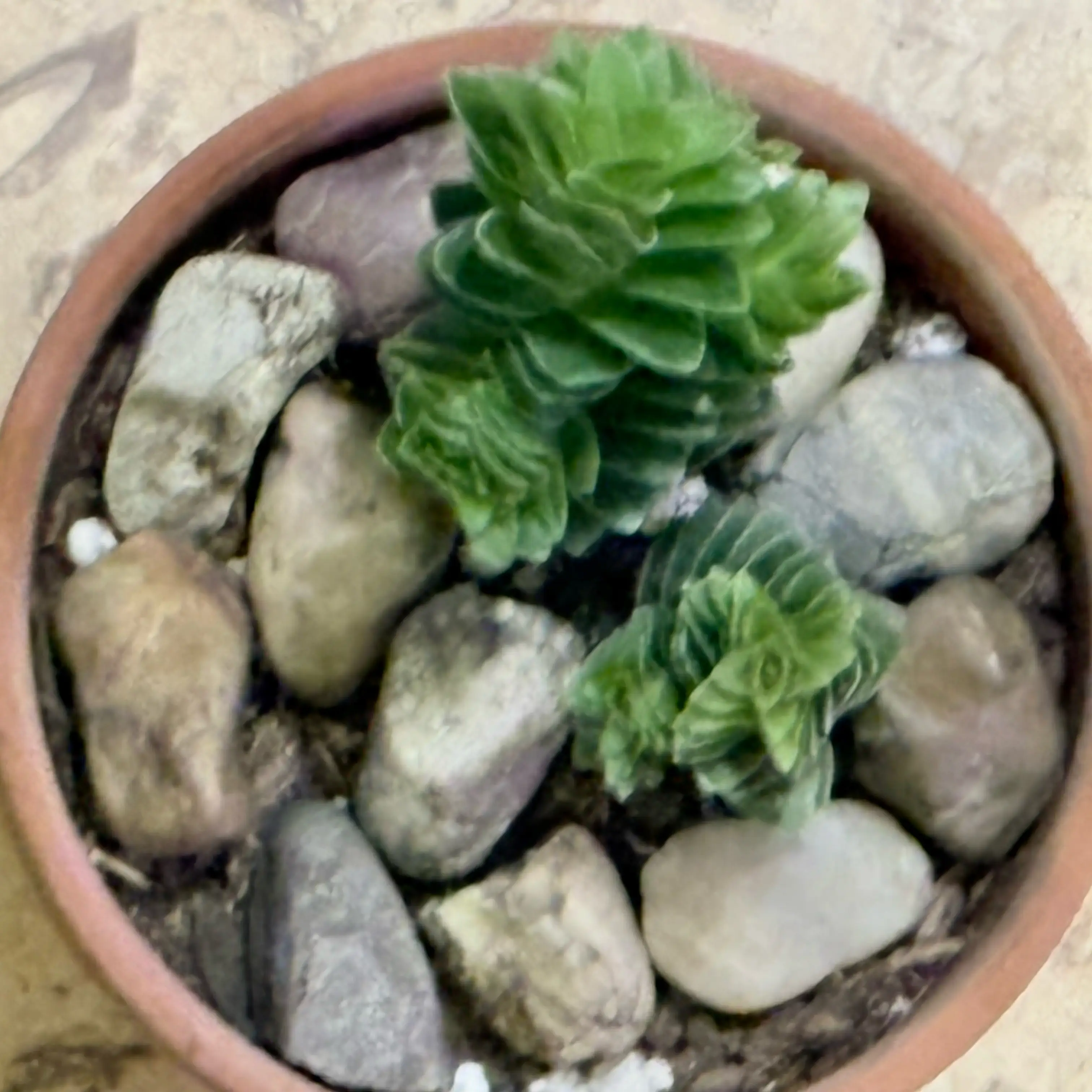 Photo of the plant species Crassula 'Spiralis Estagnol' by @BEsucculent named Crassula spiralis S on Greg, the plant care app