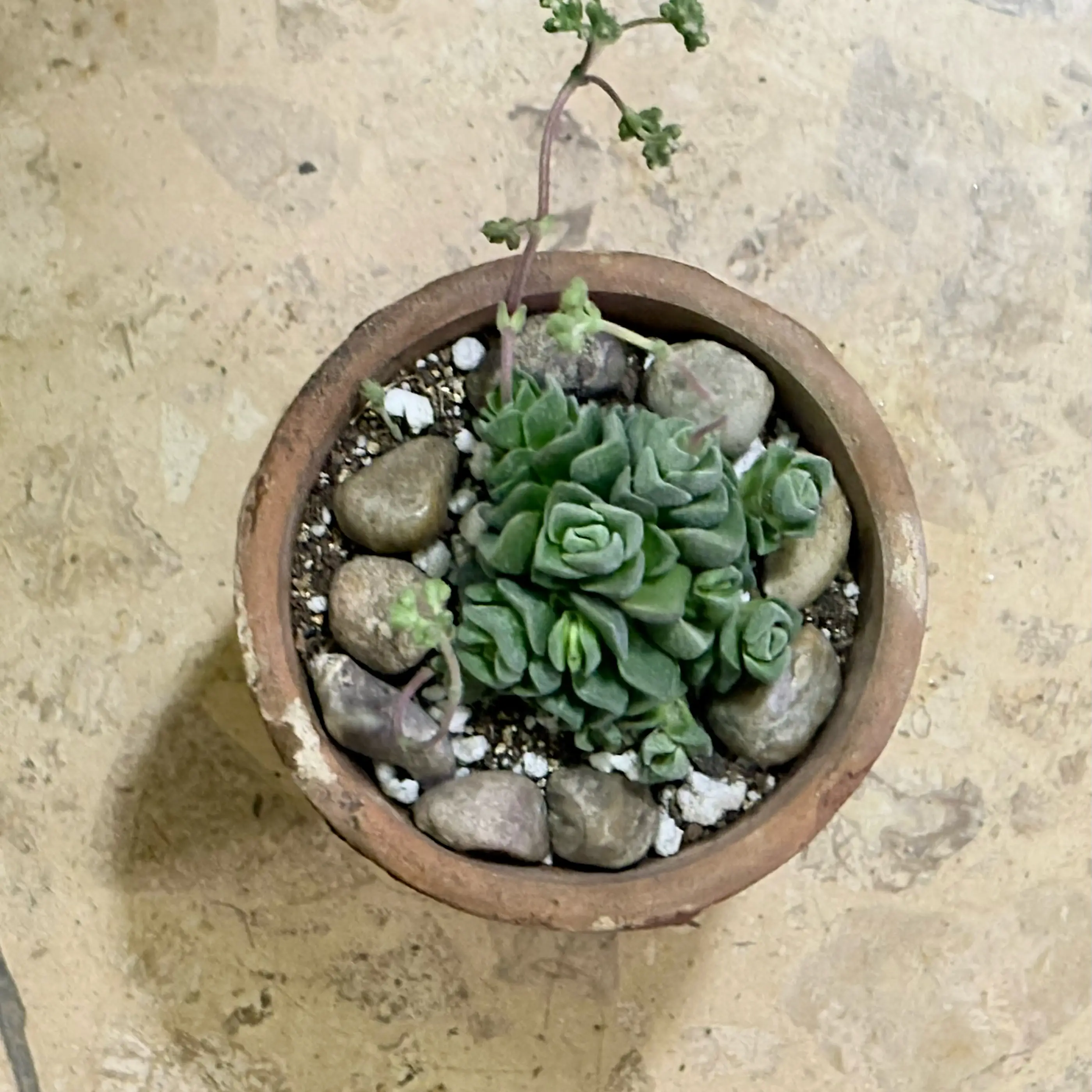 Photo of the plant species Crassula 'Spiralis' by @BEsucculent named Crassula ’Dorothy’  S on Greg, the plant care app