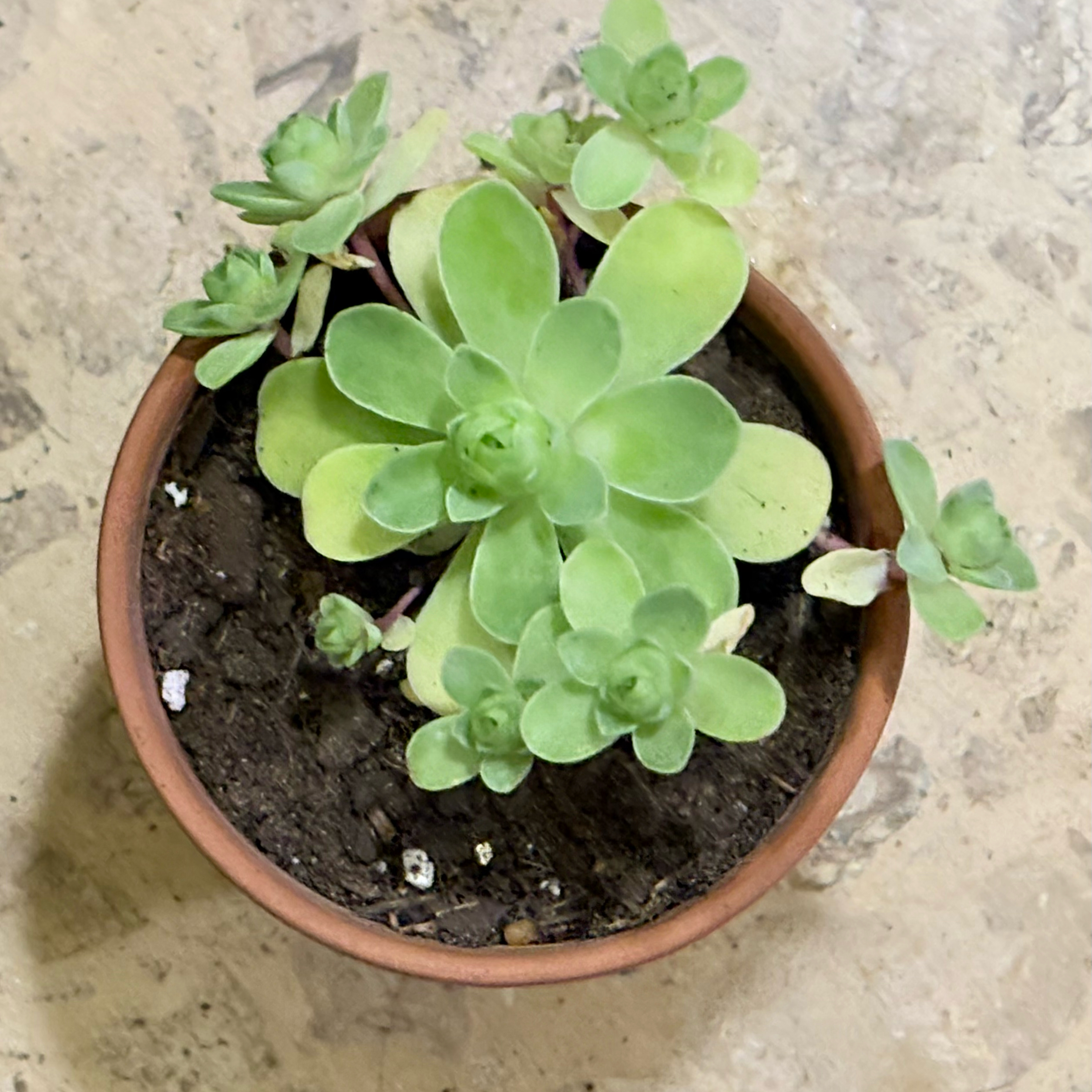 Photo of the plant species Mountain Rose by @BEsucculent named Greenovia dodrentalis S on Greg, the plant care app