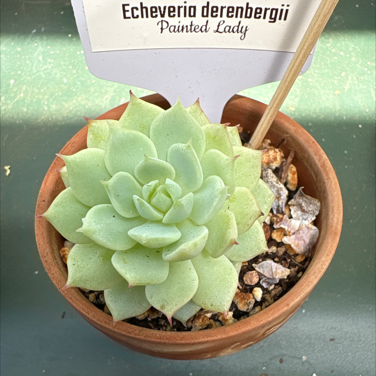 Photo of the plant species Painted Lady by @BEsucculent named Echeveria derenbergii 'Painted Lady' on Greg, the plant care app