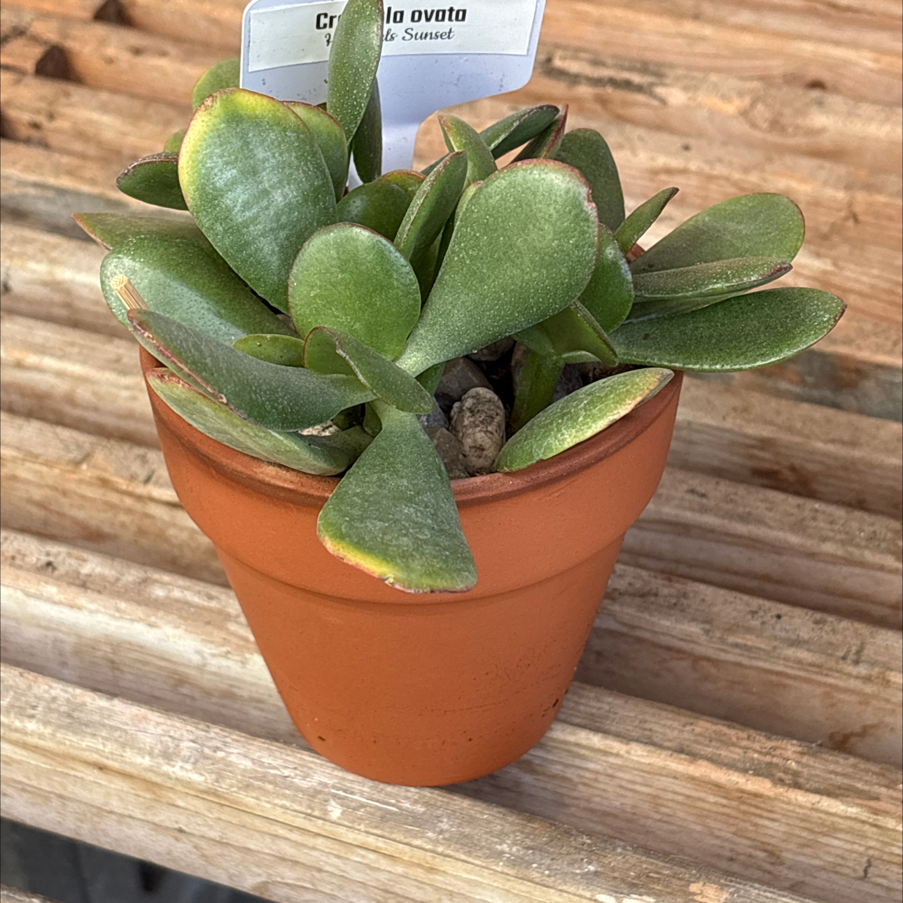 Photo of the plant species Golden Jade by @BEsucculent named Crassula ovata S on Greg, the plant care app