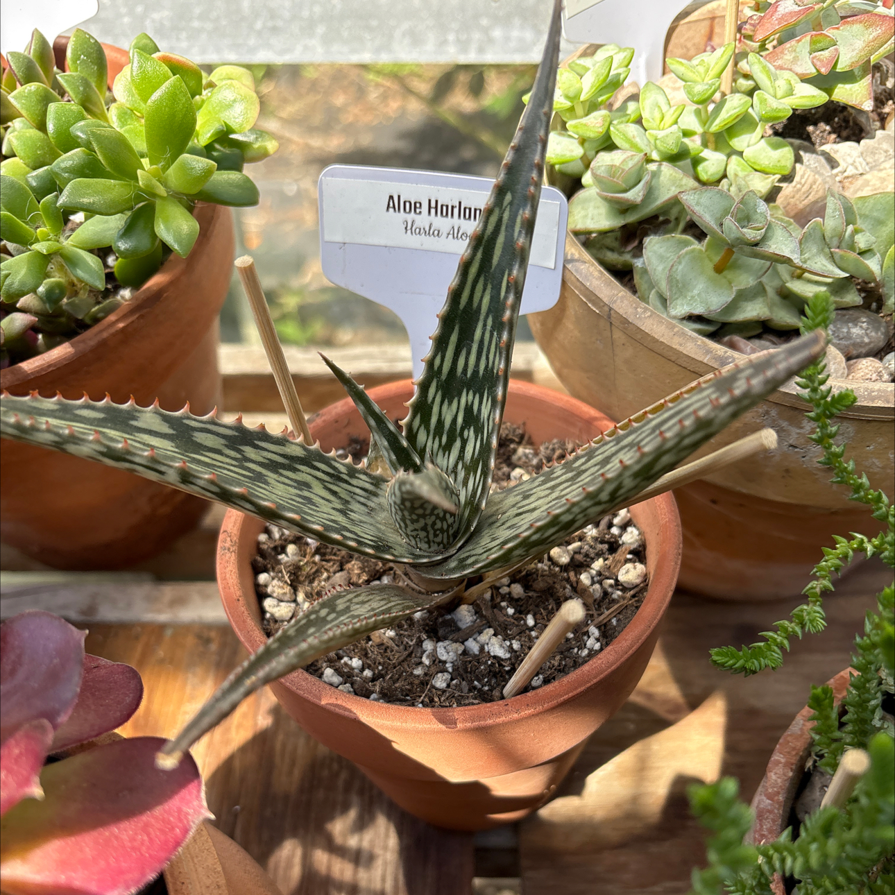 Photo of the plant species Aloe harlana by @BEsucculent named Aloe harlana W or S heat on Greg, the plant care app