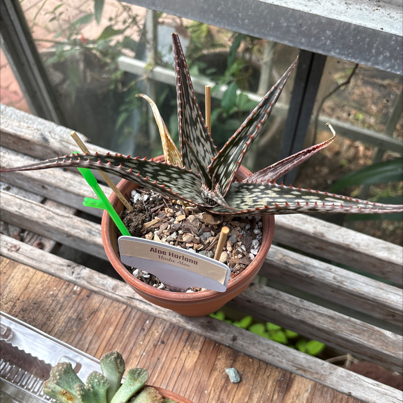 Photo of the plant species Aloe harlana by @BEsucculent named Aloe harlana W or S heat on Greg, the plant care app