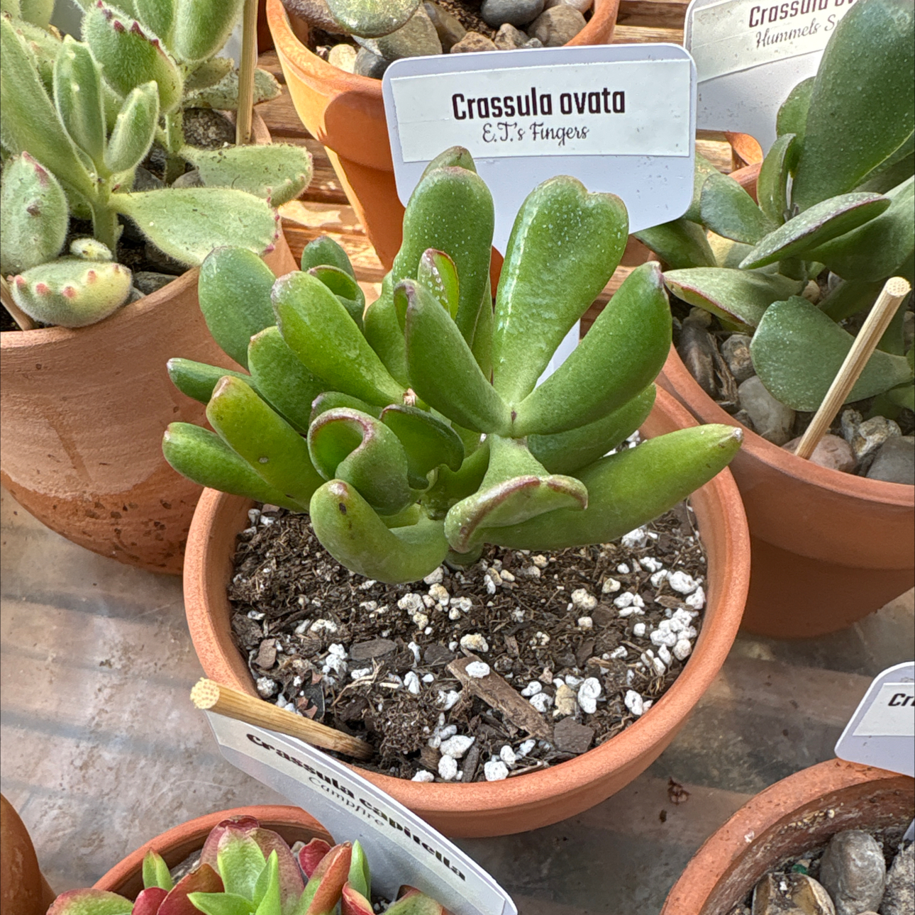 Photo of the plant species ET's Fingers Jade by @BEsucculent named Crassula ovata S on Greg, the plant care app