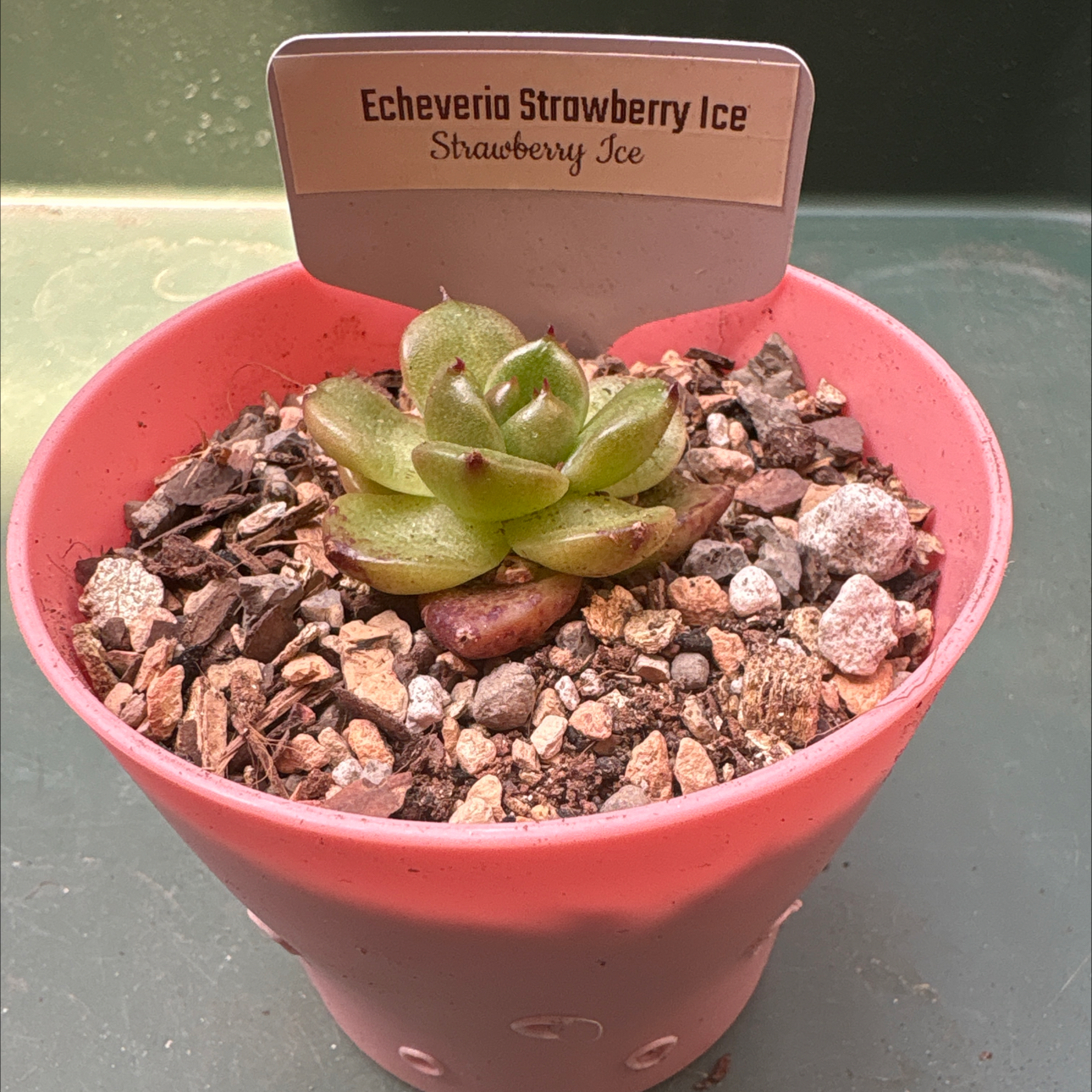 Photo of the plant species Strawberry Echeveria by @BEsucculent named Echeveria strawberry ice on Greg, the plant care app
