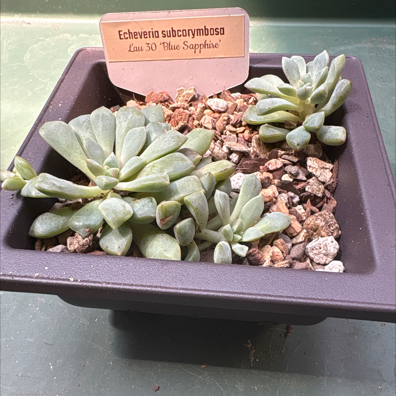 Photo of the plant species Ech.'Subcorymbosa Lau' by @BEsucculent named Echeveria subcorymbosa ‘Lau 30’ on Greg, the plant care app
