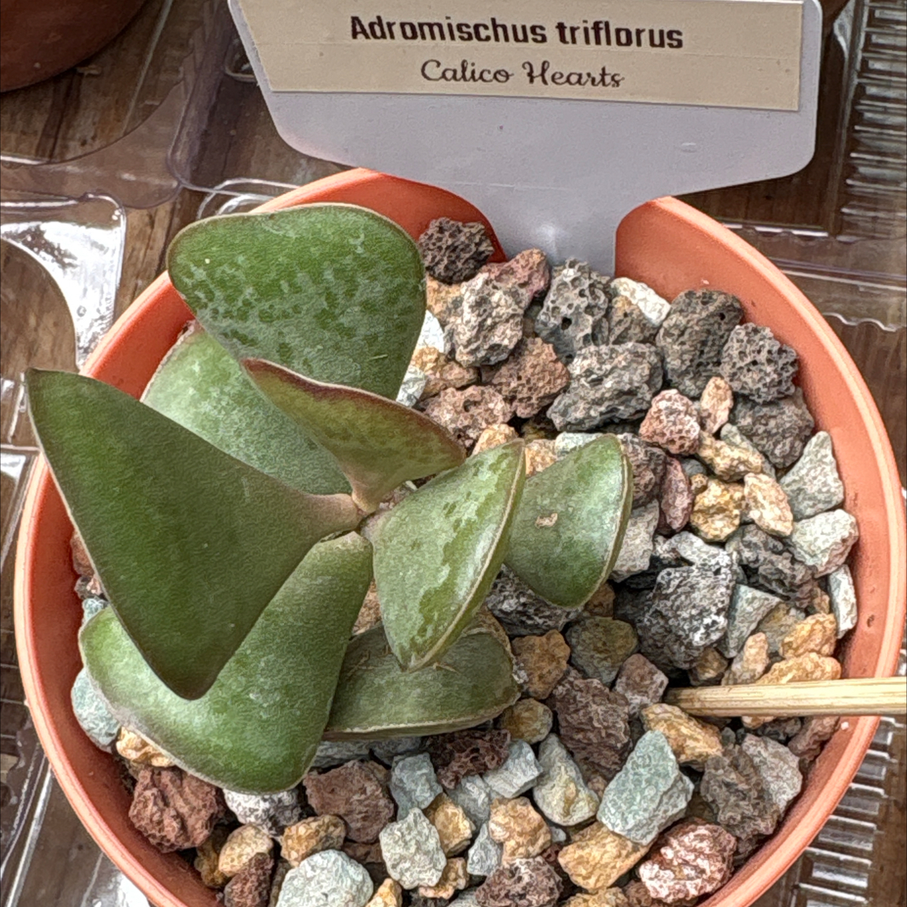 Photo of the plant species Calico Hearts by @BEsucculent named Adromischus triflorus S on Greg, the plant care app