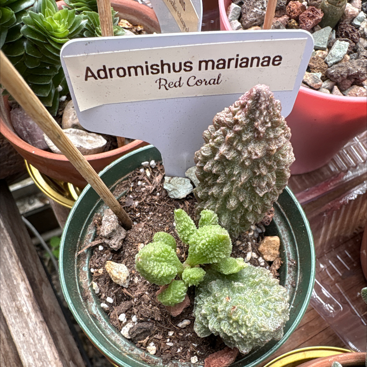Photo of the plant species Adromischus 'Little Spheroid' by @BEsucculent named Adromishus marianae F. Herrei (S) ‘Red Coral’ on Greg, the plant care app
