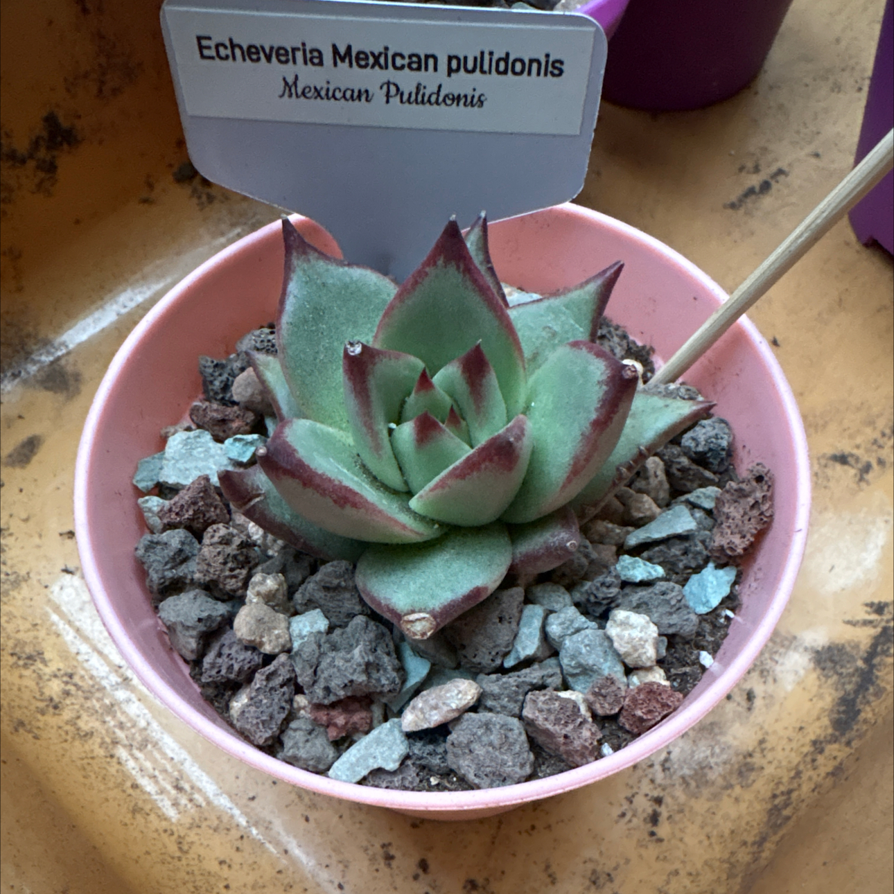 Photo of the plant species Sucula by @BEsucculent named Echeveria Mexican pulidonis on Greg, the plant care app