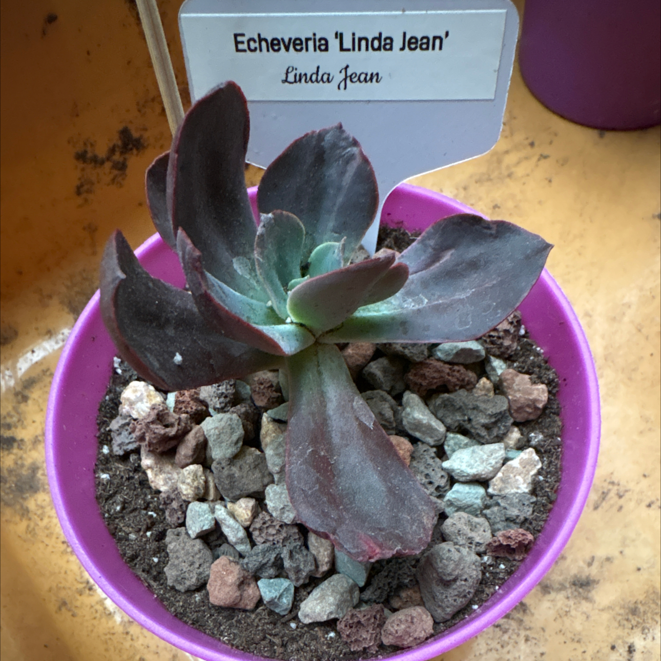 Photo of the plant species Linda Jean Echeveria by @BEsucculent named Echeveria Linda Jean on Greg, the plant care app