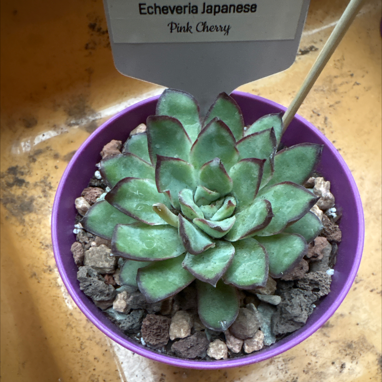 Photo of the plant species Echeveria by @BEsucculent named Echeveria Japanese Pink Cherry on Greg, the plant care app