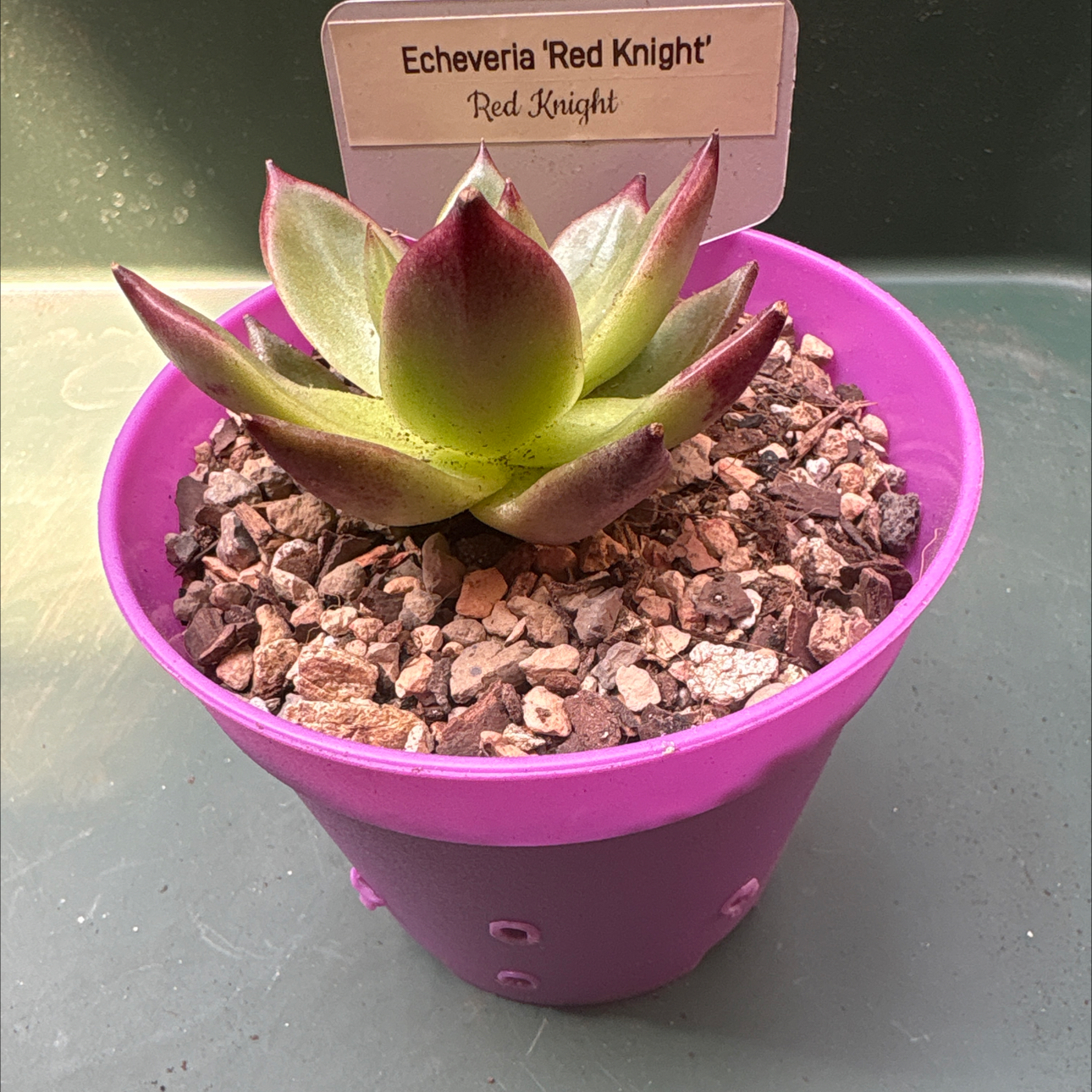 Photo of the plant species Red Ebony by @BEsucculent named Echeveria red knight on Greg, the plant care app
