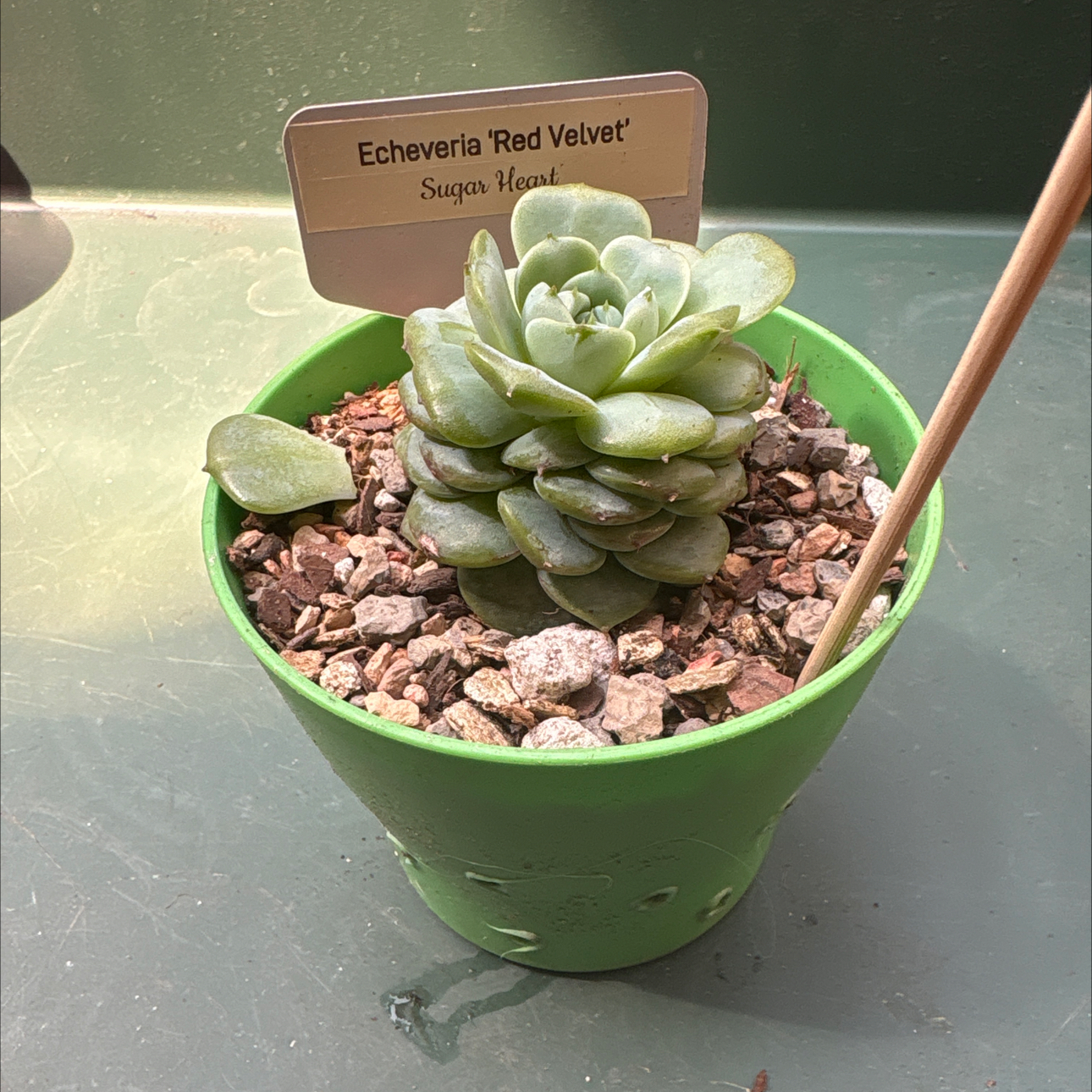 Photo of the plant species echeria red velvet sugar heart by @BEsucculent named Echeveria red velvet on Greg, the plant care app