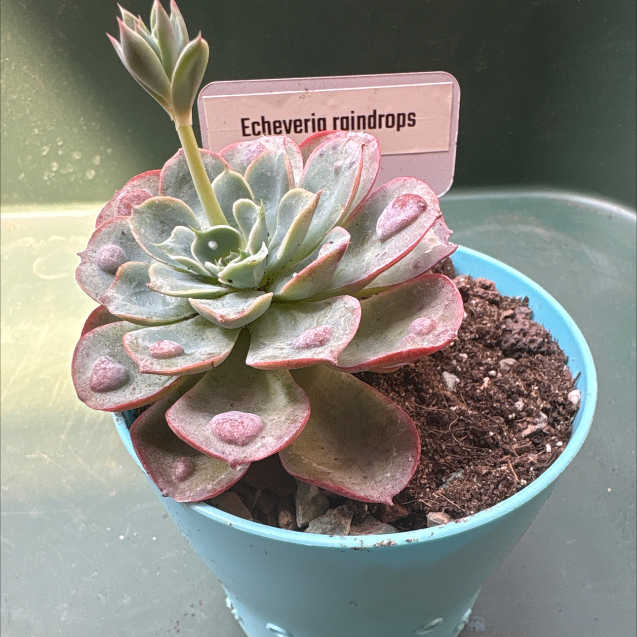 Photo of the plant species Echeveria Raindrops by @BEsucculent named Echeveria raindrops on Greg, the plant care app